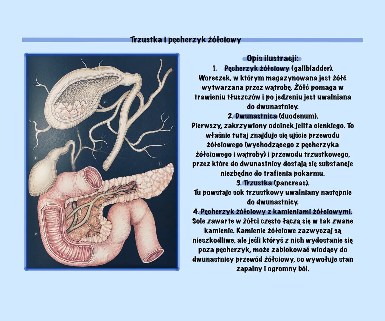 Układ pokarmowy - prezentacja po angielsku PDF dla dzieci