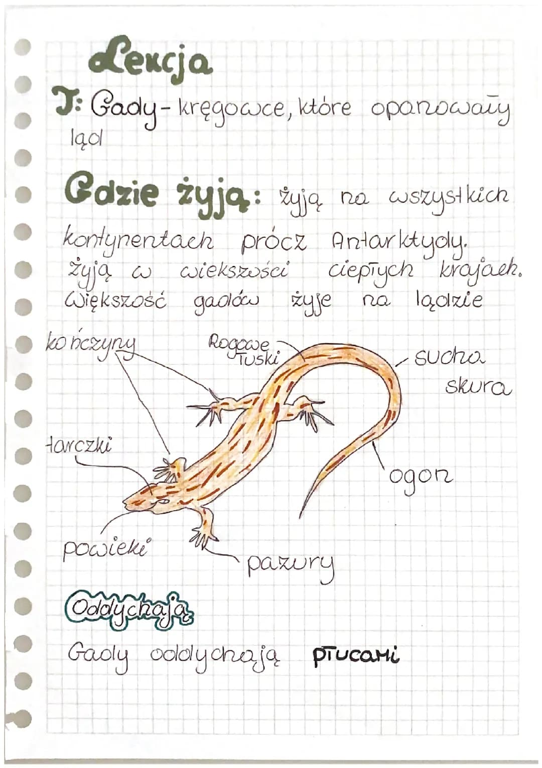 Gady-kręgowce,które opanowały ląd 