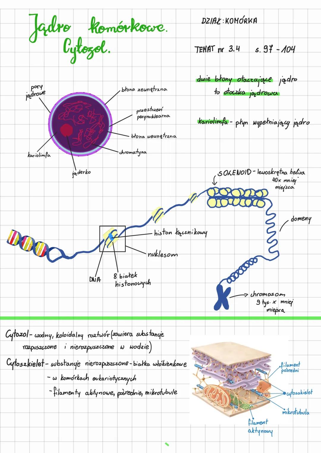 Jadro komórkowe.
Cytozol.

DZIAŁ: KOMÓRKA
TENAT nr 3.4
5.97-104

pory
joądrowe

kariolimfa

jąderko

błona zewnętrzna

przestrzeń
perynuklea