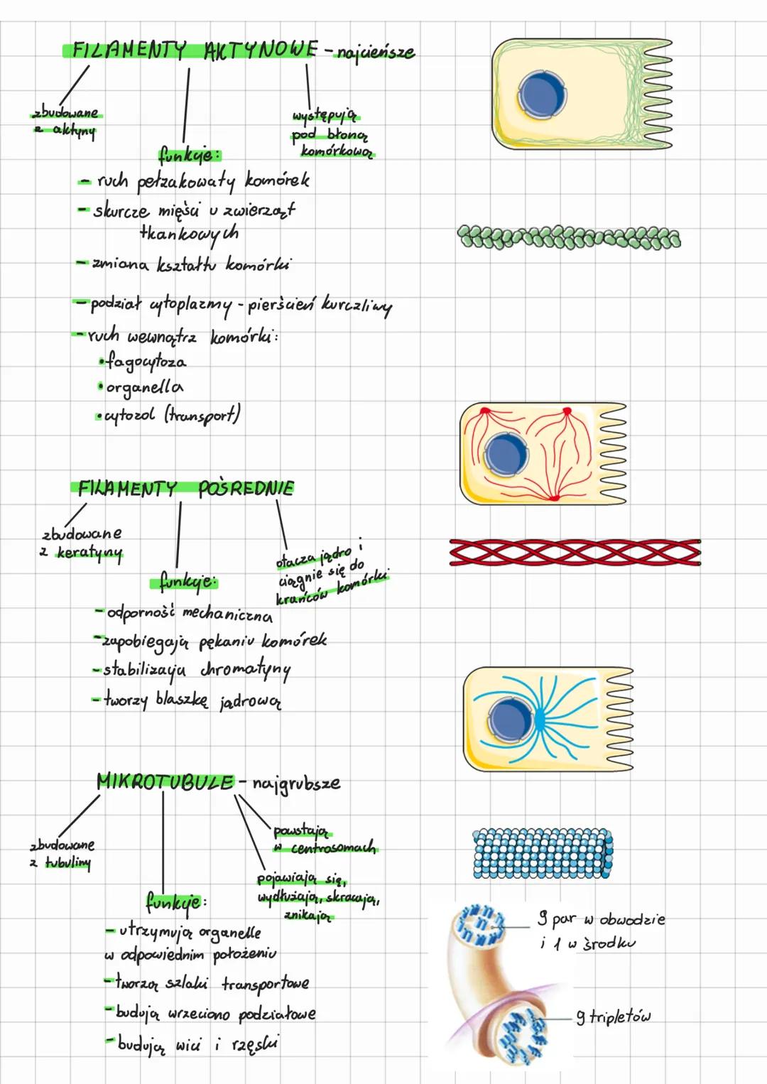Jadro komórkowe.
Cytozol.

DZIAŁ: KOMÓRKA
TENAT nr 3.4
5.97-104

pory
joądrowe

kariolimfa

jąderko

błona zewnętrzna

przestrzeń
perynuklea