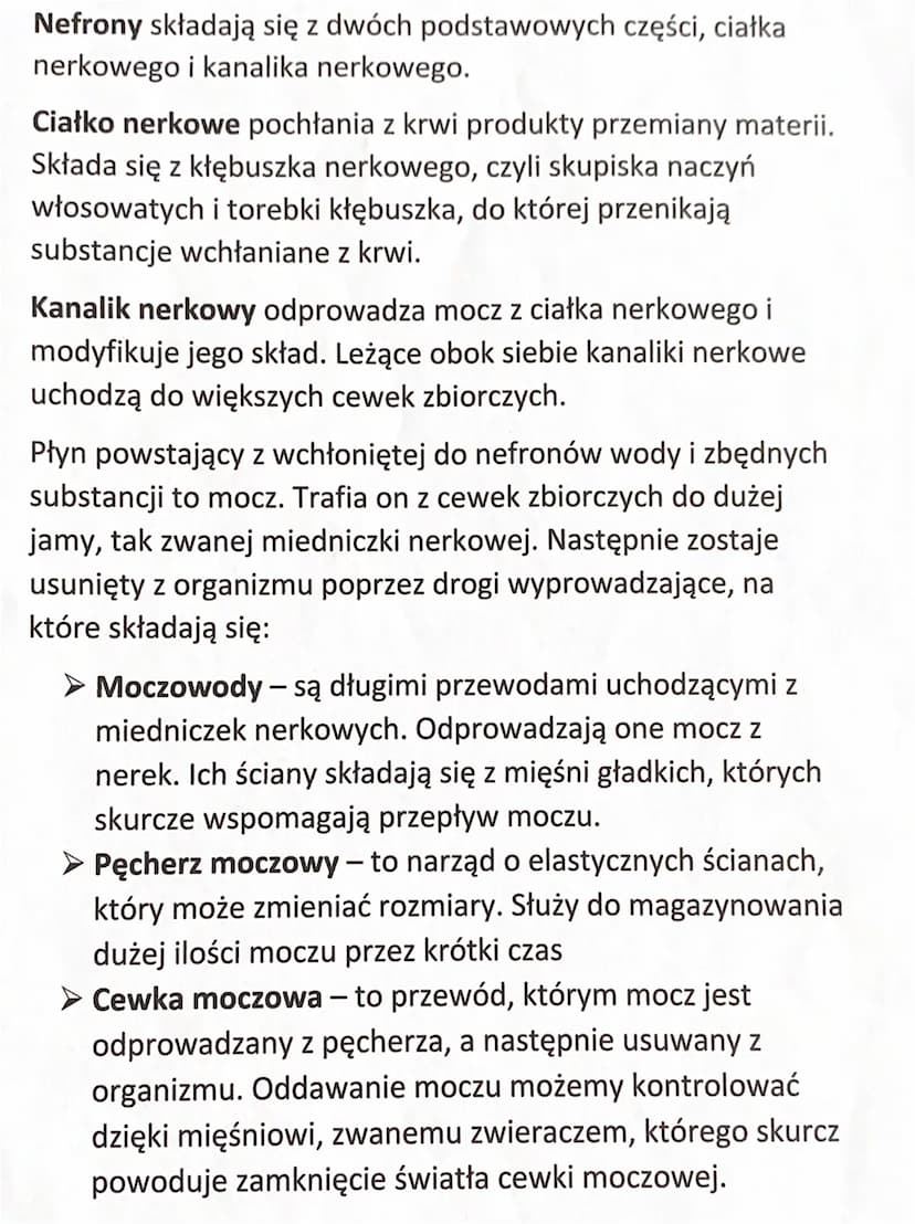 Budowa układu wydalniczego
Narządy układu wydalniczego:
Dwie nerki
> Dwa moczowody
Pęcherz moczowy
Cewka moczowa
Nerki leżą w tylnej części 