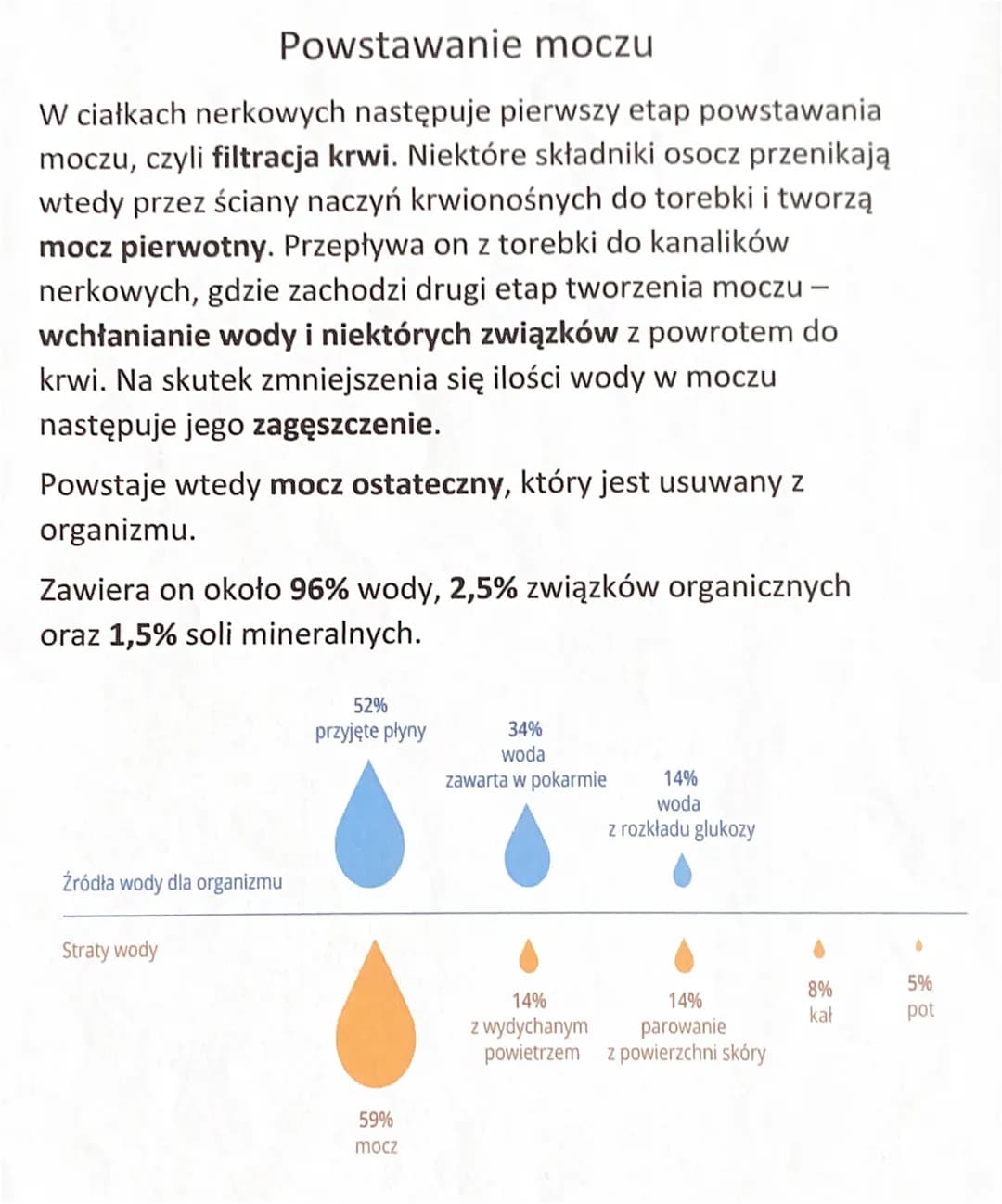 Budowa układu wydalniczego
Narządy układu wydalniczego:
Dwie nerki
> Dwa moczowody
Pęcherz moczowy
Cewka moczowa
Nerki leżą w tylnej części 