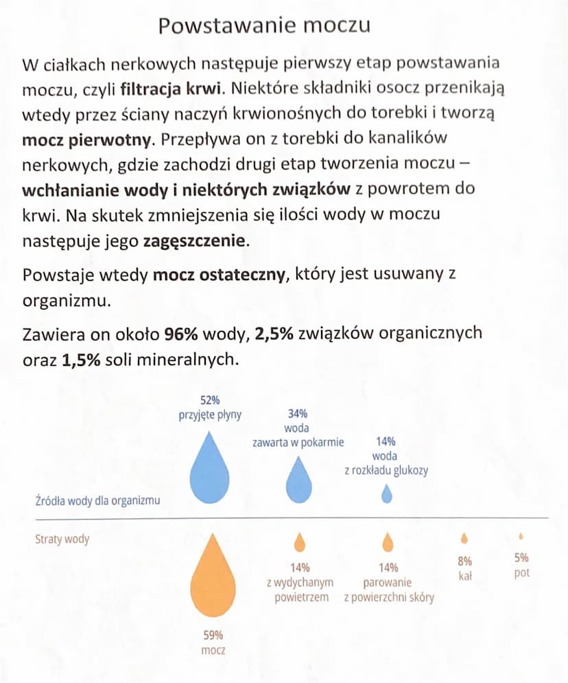 Budowa układu wydalniczego
Narządy układu wydalniczego:
Dwie nerki
> Dwa moczowody
Pęcherz moczowy
Cewka moczowa
Nerki leżą w tylnej części 