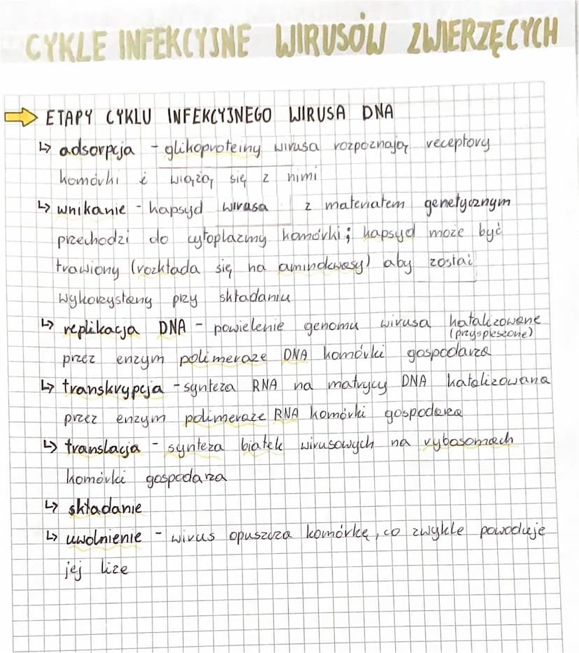 WIRUSY
WIRUSY to czynniki zakaźne zbudowane
kwasu nukleinowego
nanometrów. Są wewnątrzkomórkowymi pasożytami i atakują
praktycznie wszystkie