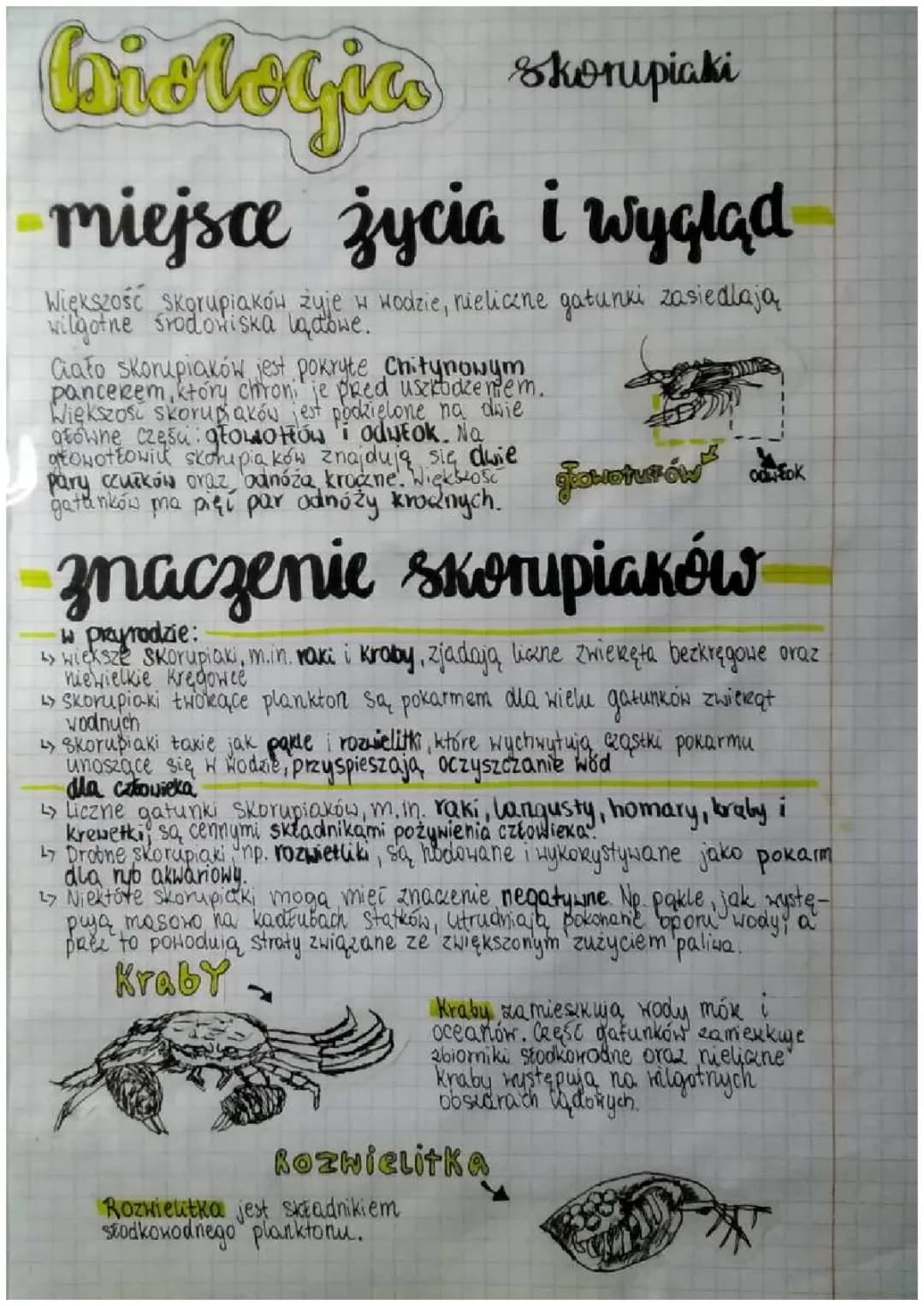 Jakie są skorupiaki? Znaczenie dla przyrody i człowieka