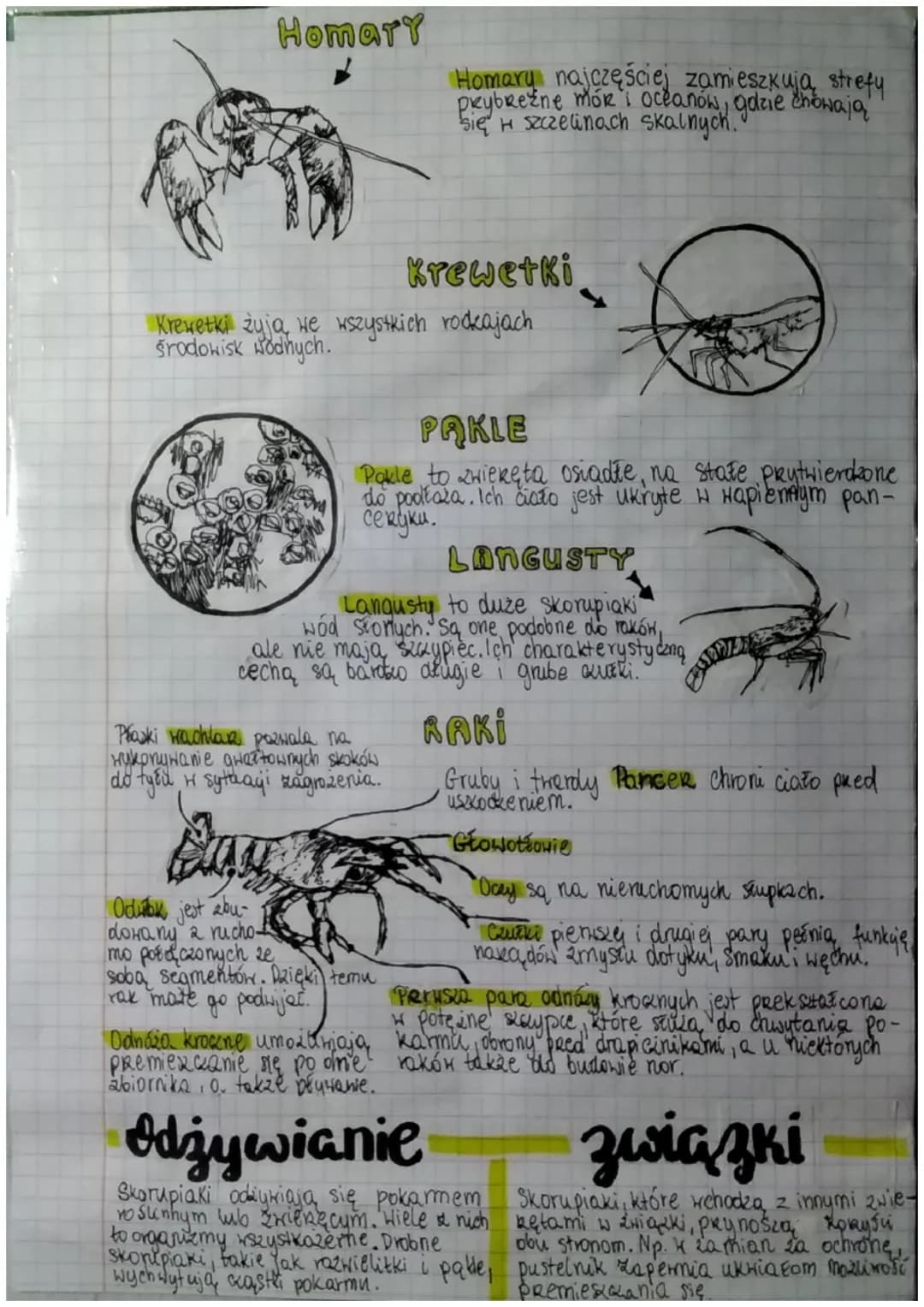biologico Shorupiake
miejsce życia i wygląd
Większość skorupiaków żyje w wodzie, nieliczne gatunki zasiedlają
wilgotne środowiska lądowe.
Ci