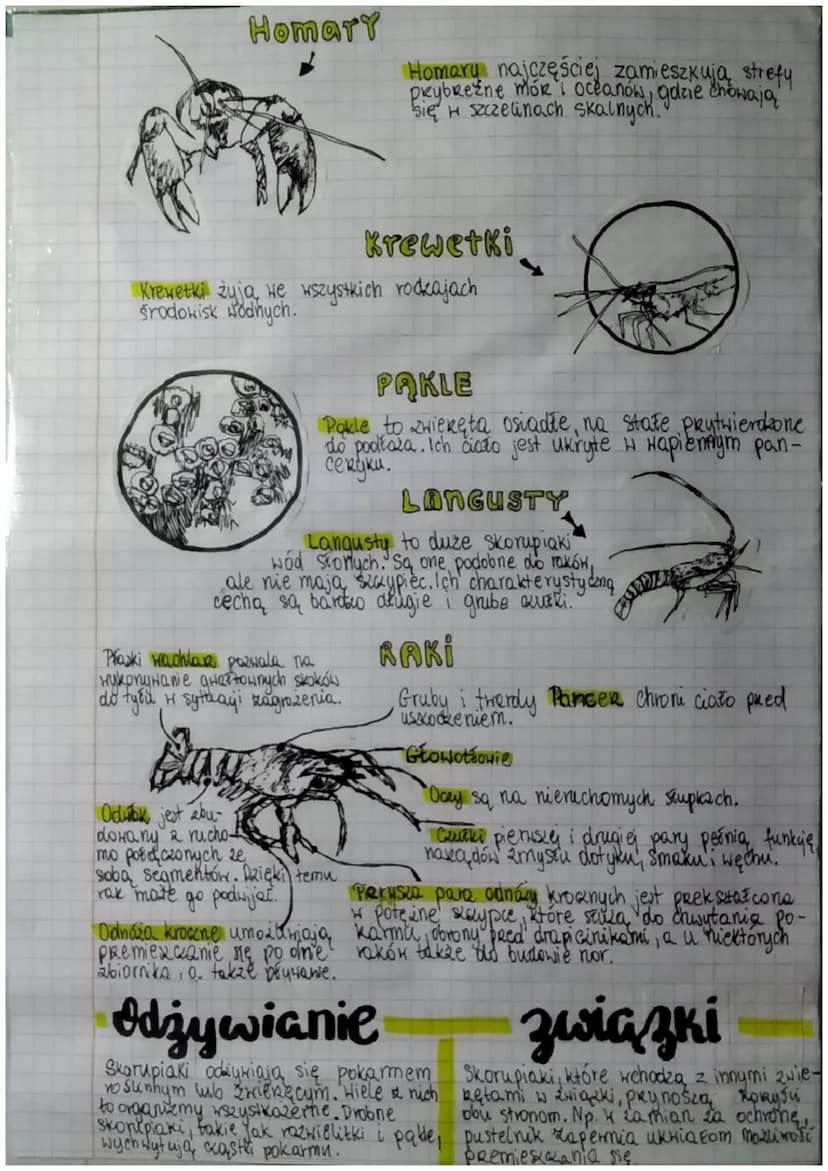 biologico Shorupiake
miejsce życia i wygląd
Większość skorupiaków żyje w wodzie, nieliczne gatunki zasiedlają
wilgotne środowiska lądowe.
Ci