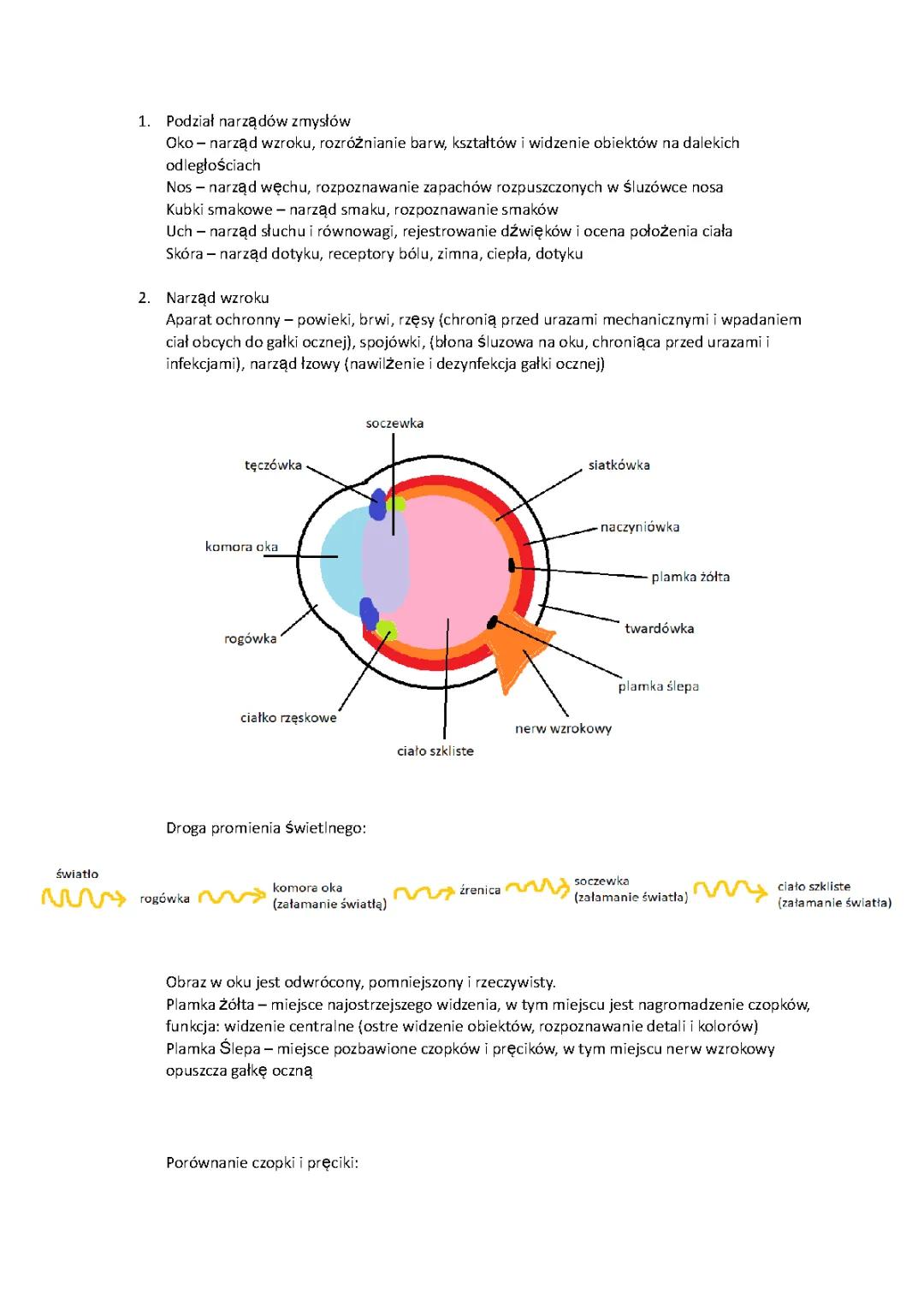 Podstawowa Budowa Oka i Jego Funkcje - Notatka i Schematy dla Klasy 7