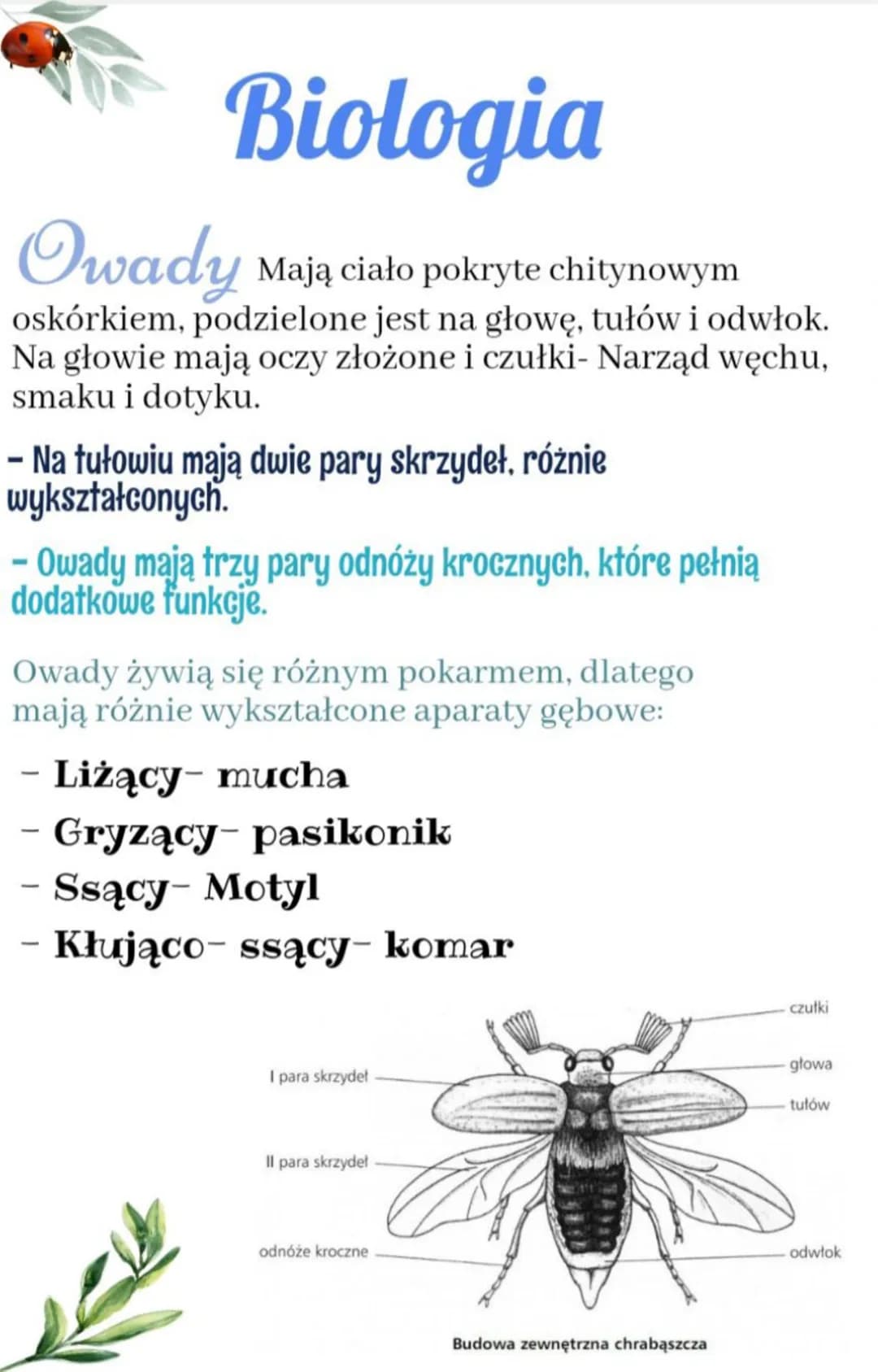 Biologia
Owady Mają ciało pokryte chitynowym
oskórkiem, podzielone jest na głowę, tułów i odwłok.
Na głowie mają oczy złożone i czułki- Narz
