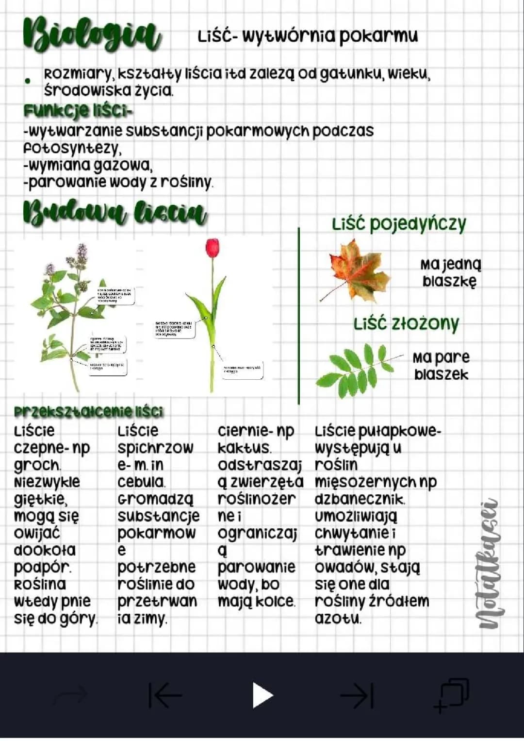 liść- wytwórnia pokarmu