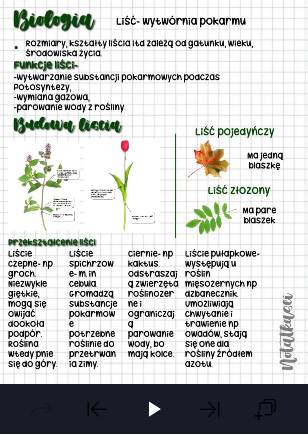Biologia Liść- wytwórnia pokarmu
Rozmiary, kształty liścia itd zależą od gatunku, wieku,
środowiska życia.
Funkcje liści-
-wytwarzanie subst