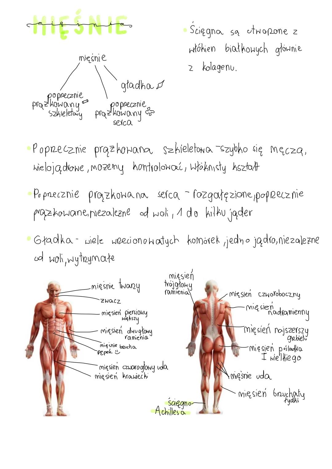 مستند
mięśnie
poprecznie
prozkowany
gładha
poprecznie
szkieletowy prazkowany &
serca
Poprzecznie prążkowana szkieletowa szybko się męczą,
wi
