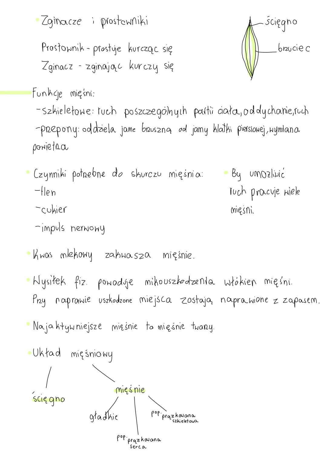 مستند
mięśnie
poprecznie
prozkowany
gładha
poprecznie
szkieletowy prazkowany &
serca
Poprzecznie prążkowana szkieletowa szybko się męczą,
wi