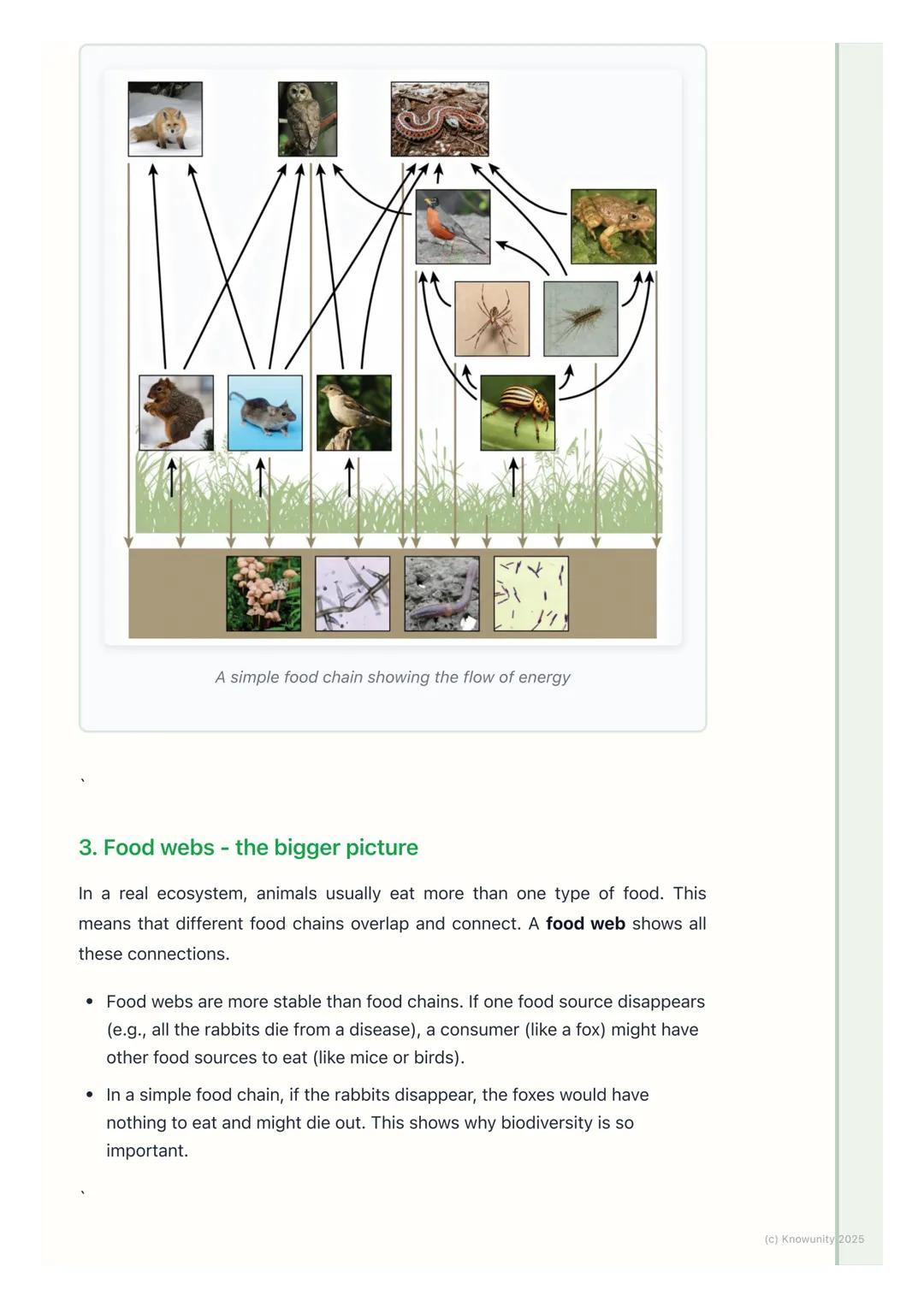# Food Chains and Food Webs

## What are food chains and food webs?

A food chain shows how energy is passed from one living thing to anothe