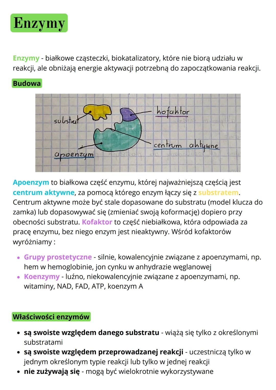 Enzymy: Budowa, Funkcje i Reakcje