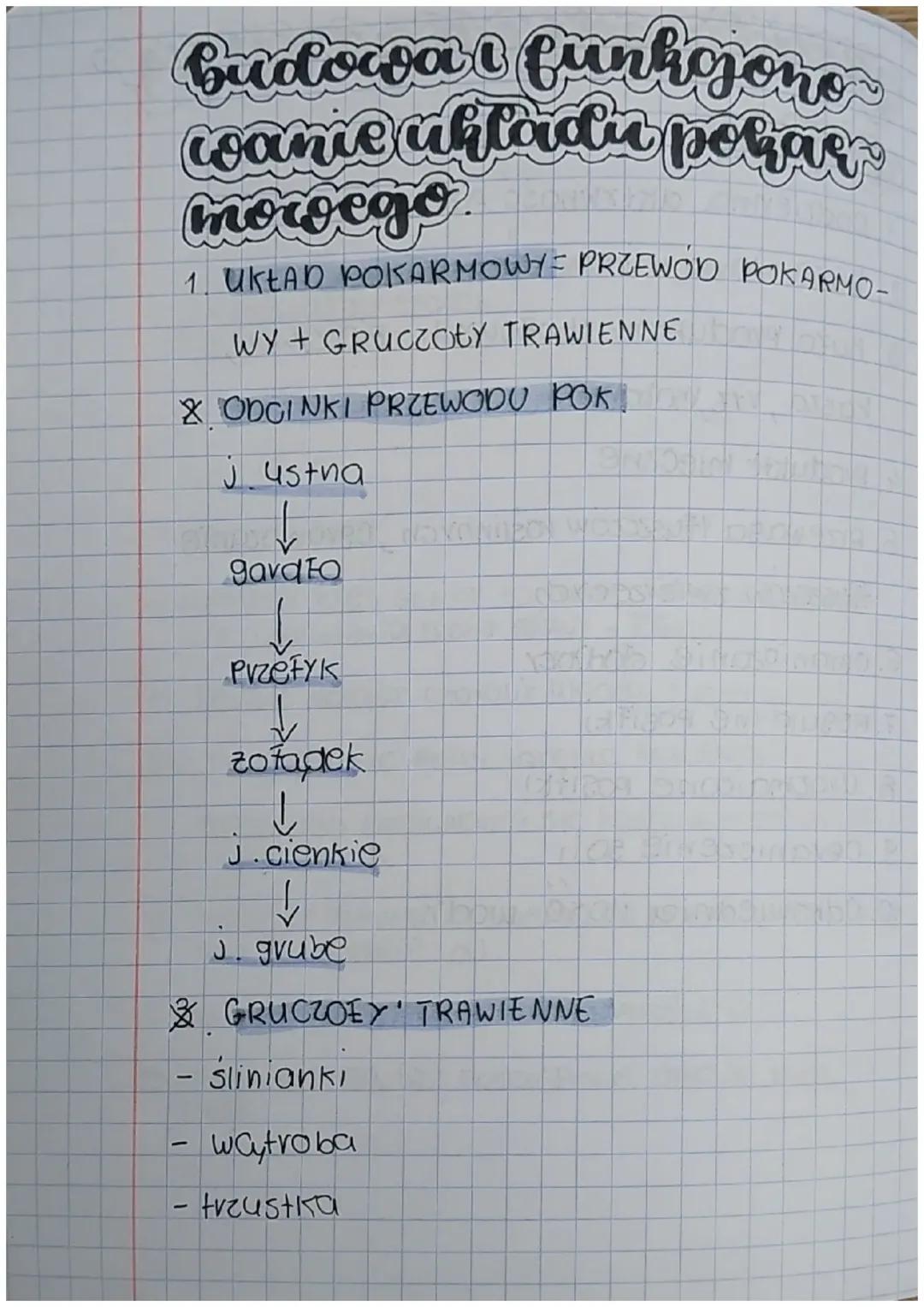 Budowa i Funkcje Układu Pokarmowego