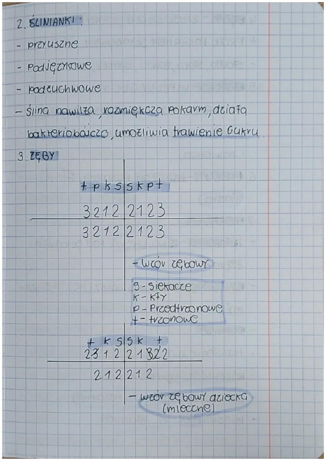 Budowa i funkojono
wanie ukladu pokar
mowego.
1. UKŁAD POKARMOWY- PRZEWOD POKARMO-
WY+GRUCZOŁY TRAWIENNE
X ODCINKI PRZEWODU POK
j ustna
↓
ga