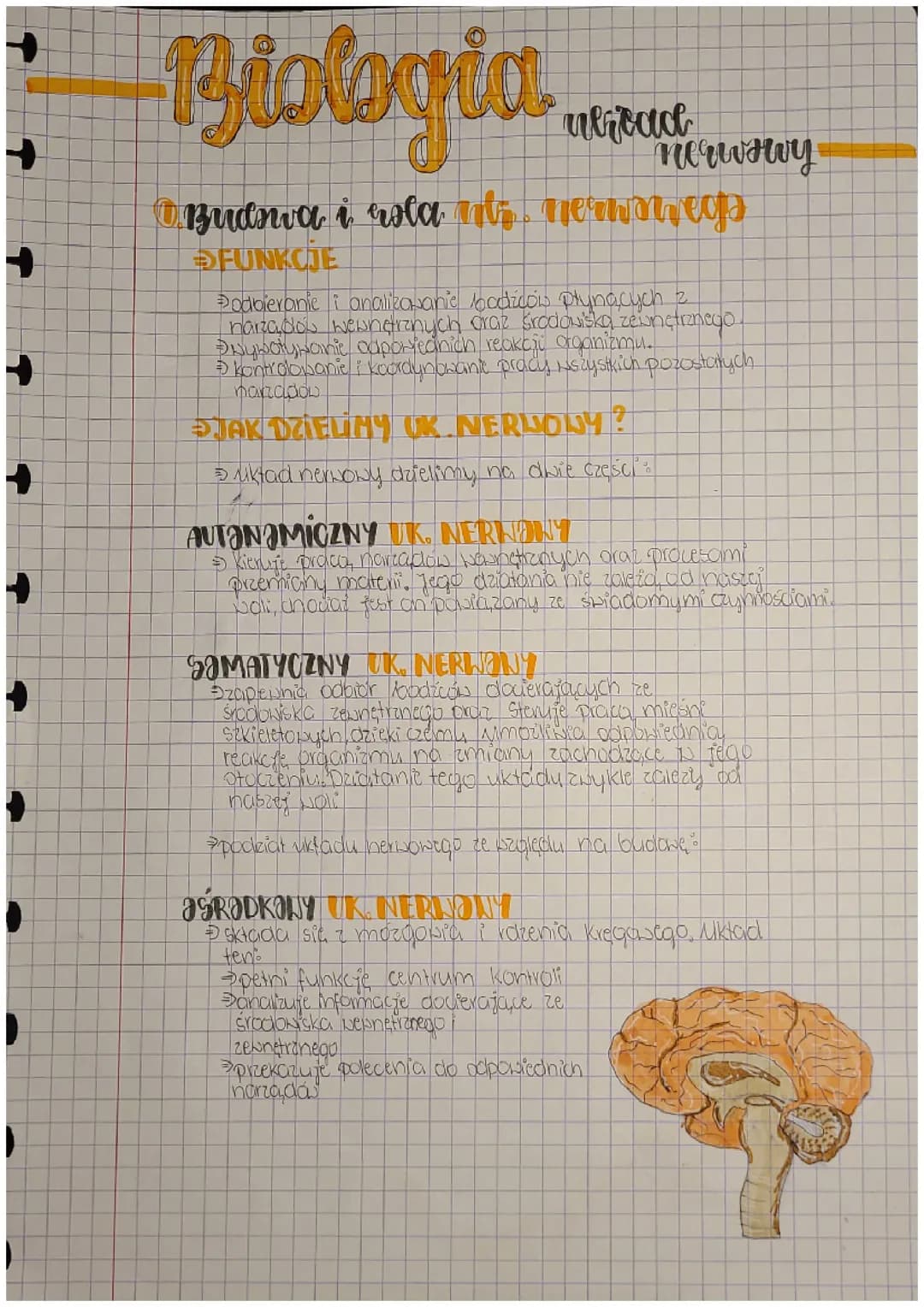 Układ nerwowy