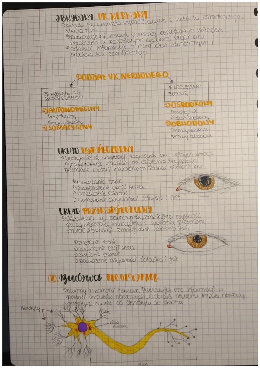 +
Biologia
ulroad
newwavy
Budnva i rola nts. nemaweg
FUNKCJE
Podbieranie i analizowanie loodźców płynących z
narządów wewnętrznych oraz środ