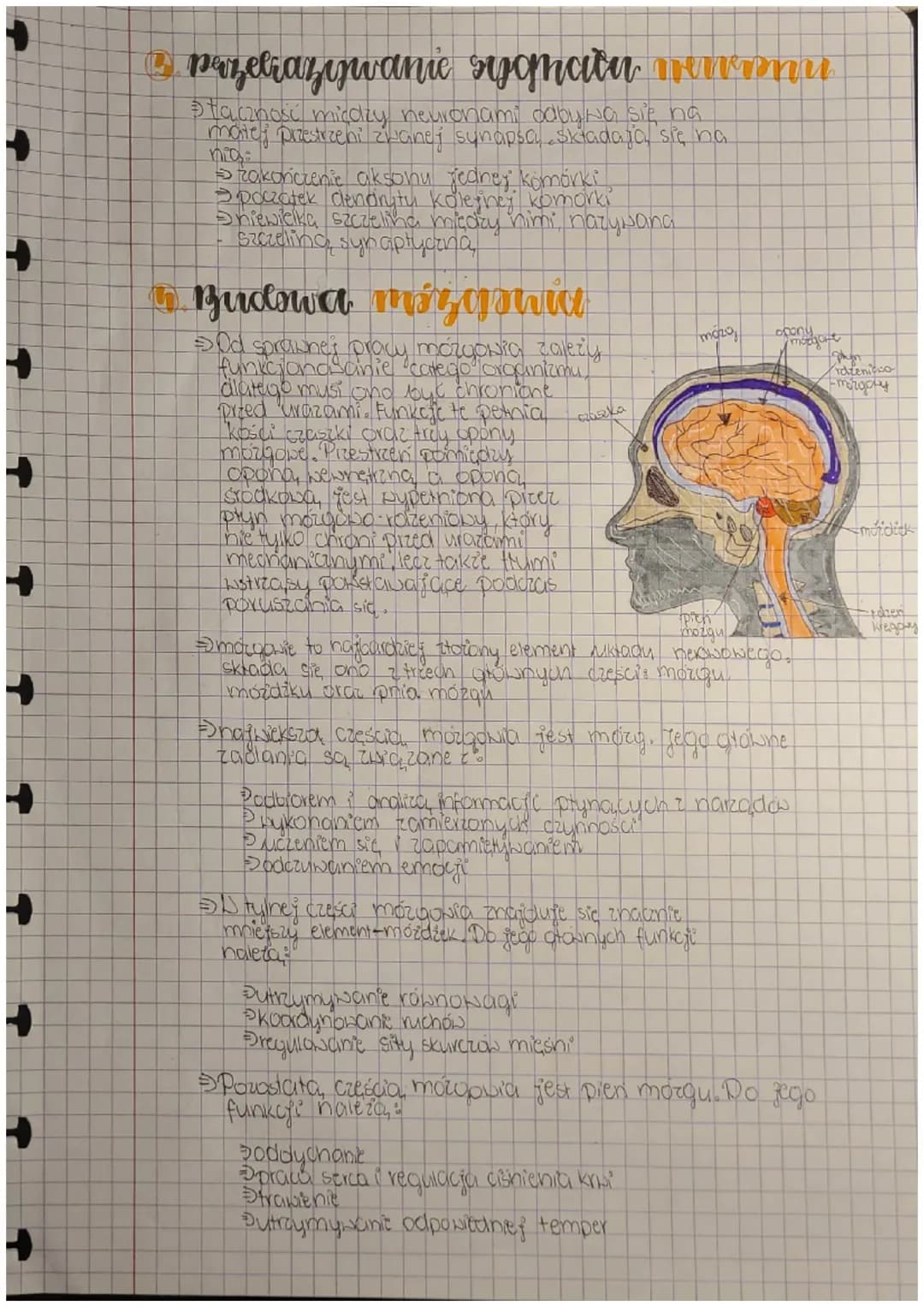 +
Biologia
ulroad
newwavy
Budnva i rola nts. nemaweg
FUNKCJE
Podbieranie i analizowanie loodźców płynących z
narządów wewnętrznych oraz środ
