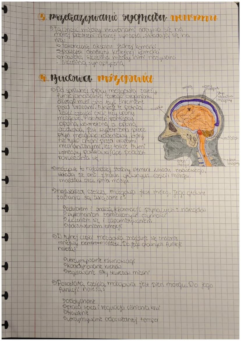 +
Biologia
ulroad
newwavy
Budnva i rola nts. nemaweg
FUNKCJE
Podbieranie i analizowanie loodźców płynących z
narządów wewnętrznych oraz środ