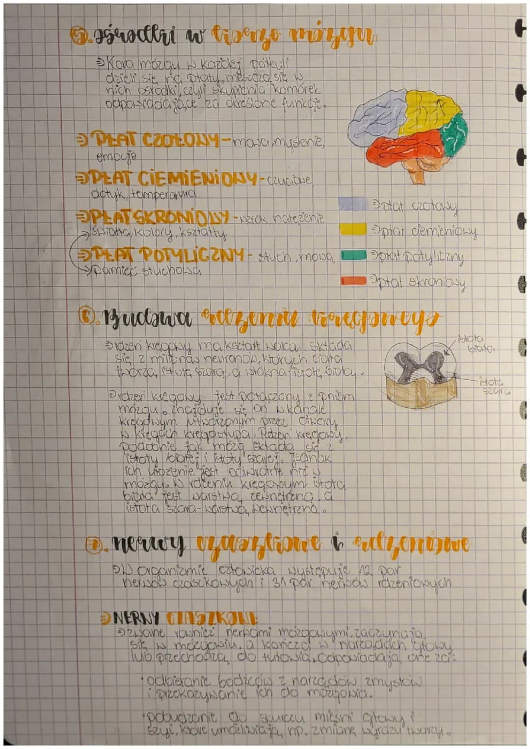 +
Biologia
ulroad
newwavy
Budnva i rola nts. nemaweg
FUNKCJE
Podbieranie i analizowanie loodźców płynących z
narządów wewnętrznych oraz środ