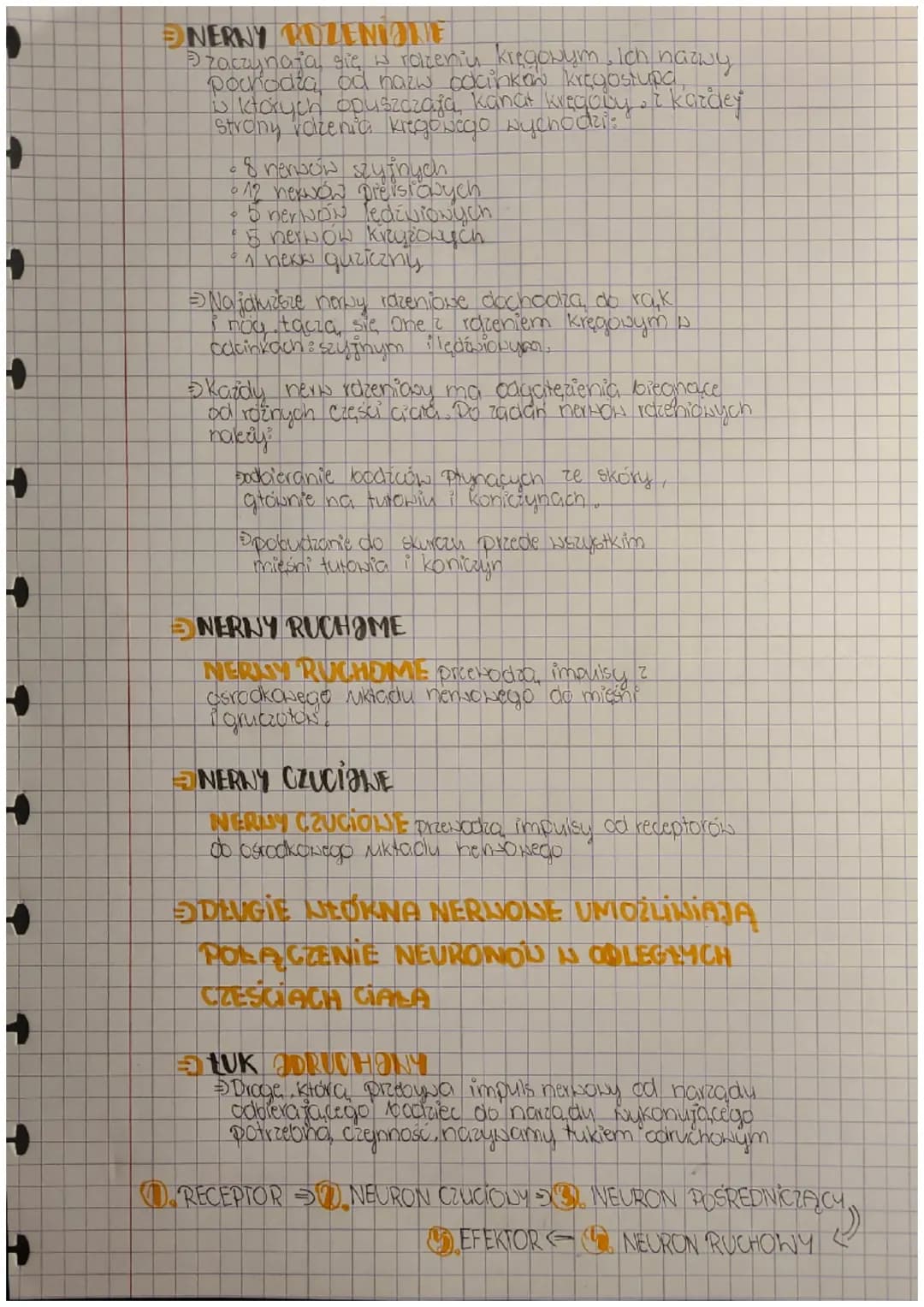 +
Biologia
ulroad
newwavy
Budnva i rola nts. nemaweg
FUNKCJE
Podbieranie i analizowanie loodźców płynących z
narządów wewnętrznych oraz środ