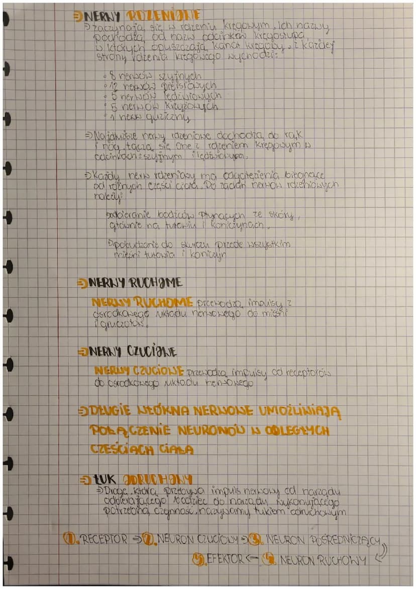 +
Biologia
ulroad
newwavy
Budnva i rola nts. nemaweg
FUNKCJE
Podbieranie i analizowanie loodźców płynących z
narządów wewnętrznych oraz środ