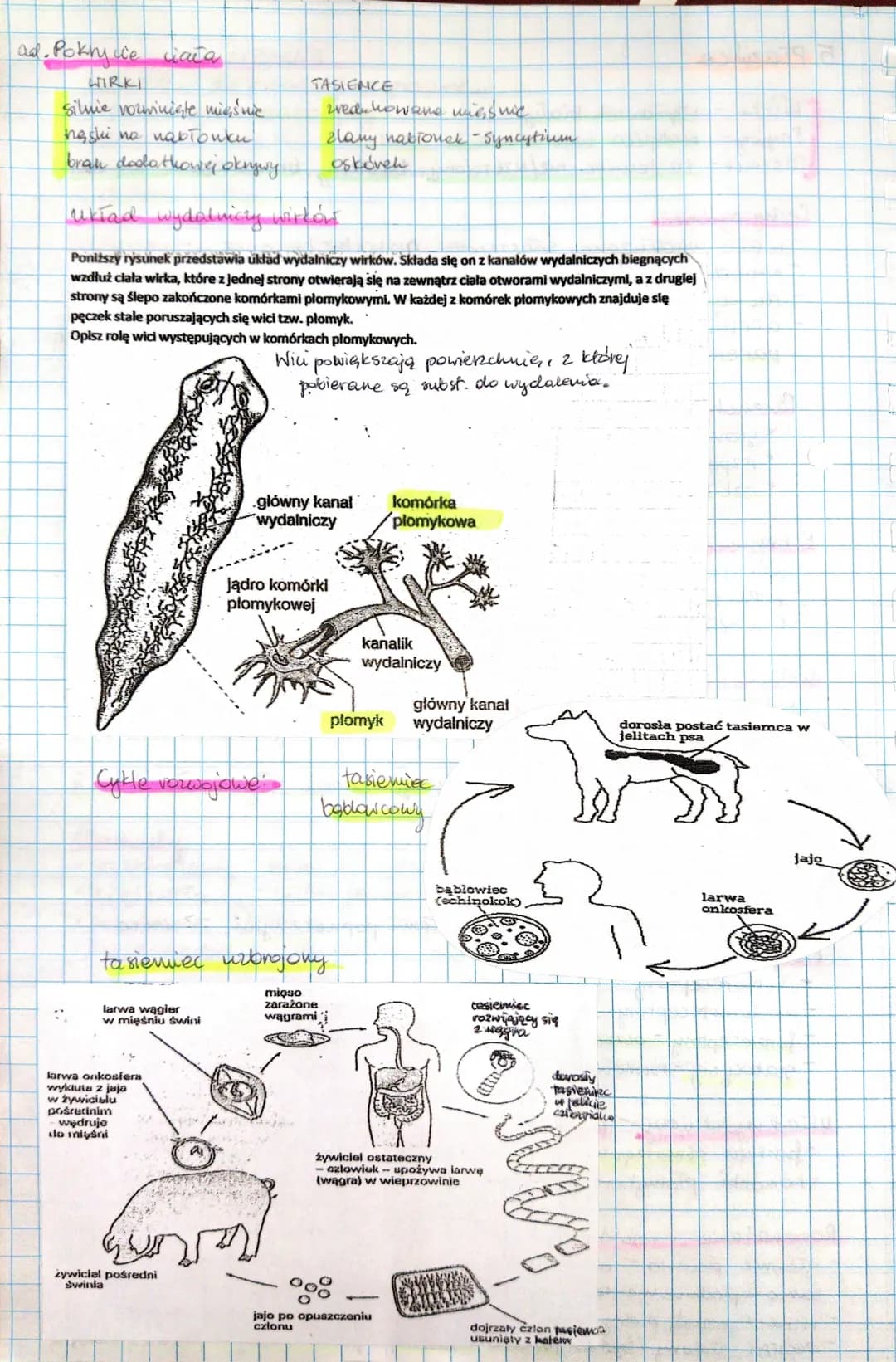 
<p>Płazińce to grupa pasożytów złożona z wirków, phywny i tasiemców. Płazińce charakteryzują się cechami anatomicznymi takimi jak wydłużone