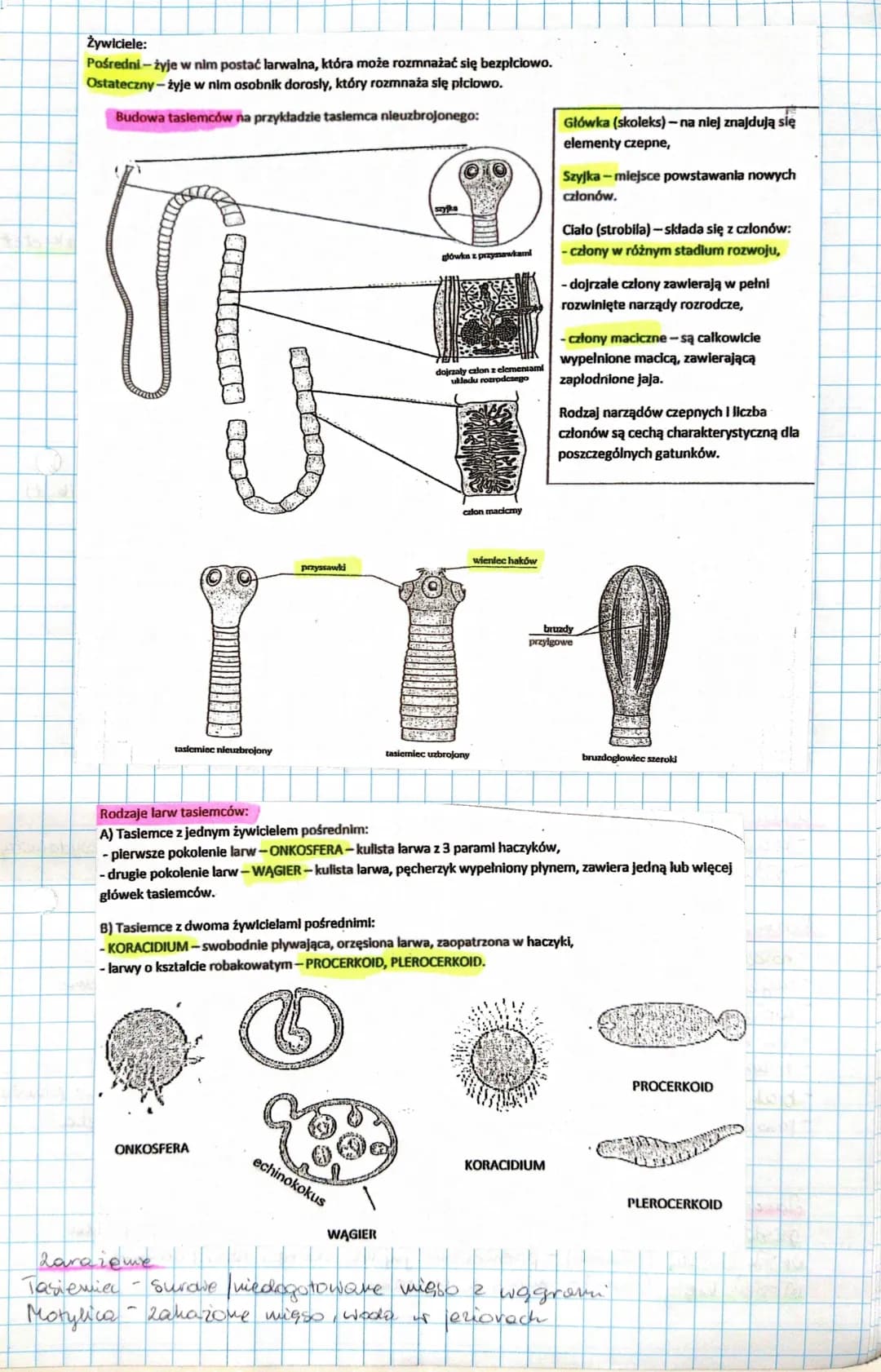 
<p>Płazińce to grupa pasożytów złożona z wirków, phywny i tasiemców. Płazińce charakteryzują się cechami anatomicznymi takimi jak wydłużone