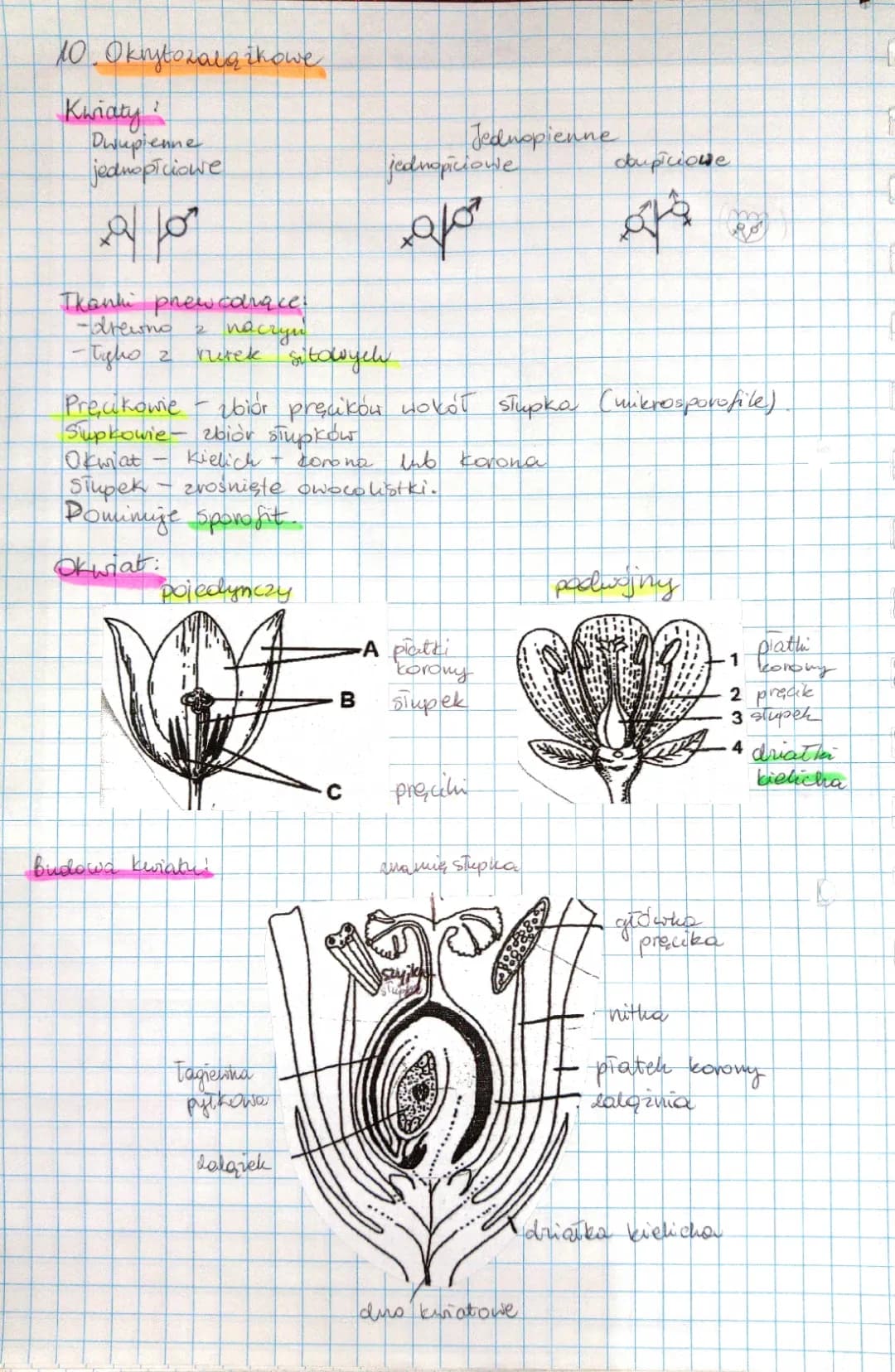 Rośliny i Fotosynteza - Biologia Rozszerzona