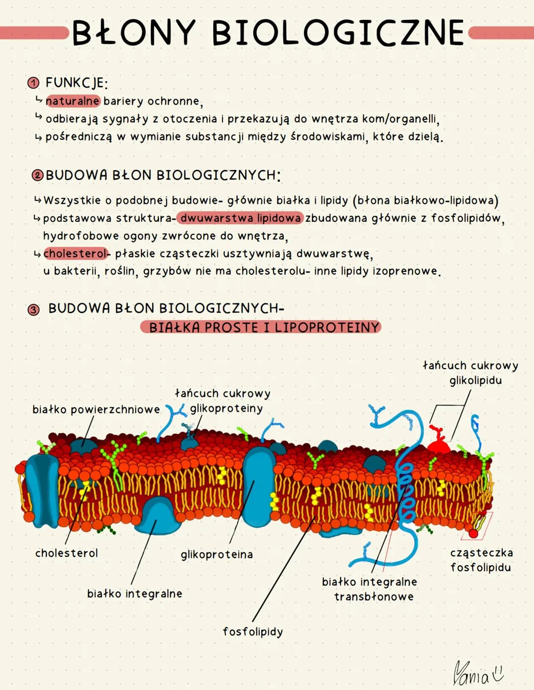 BŁONY BIOLOGICZNE
Ⓒ FUNKCJE:
naturalne bariery ochronne,
↳> odbierają sygnały z otoczenia i przekazują do wnętrza kom/organelli,
↳ pośrednic