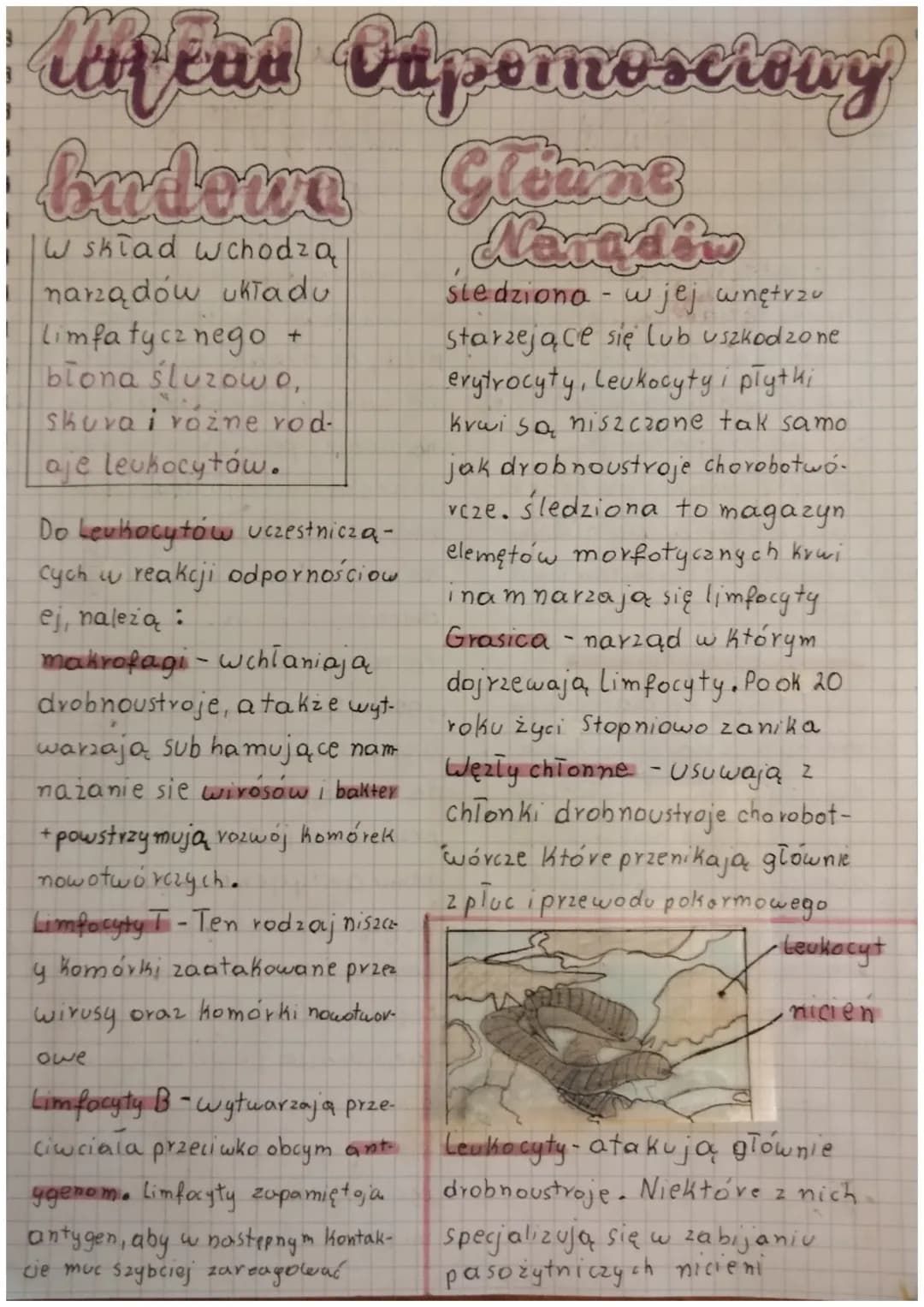 Uhlad hrazenie
2 299 97 777777
Krew z prawego przedsionka
Kieruje się do prawej komory.
Następnie trafia do tętnicy płucnej
jest wtedy trans