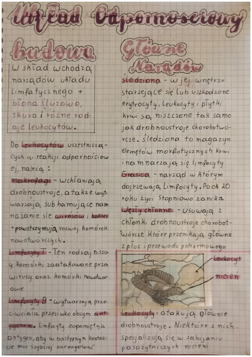 Uhlad hrazenie
2 299 97 777777
Krew z prawego przedsionka
Kieruje się do prawej komory.
Następnie trafia do tętnicy płucnej
jest wtedy trans