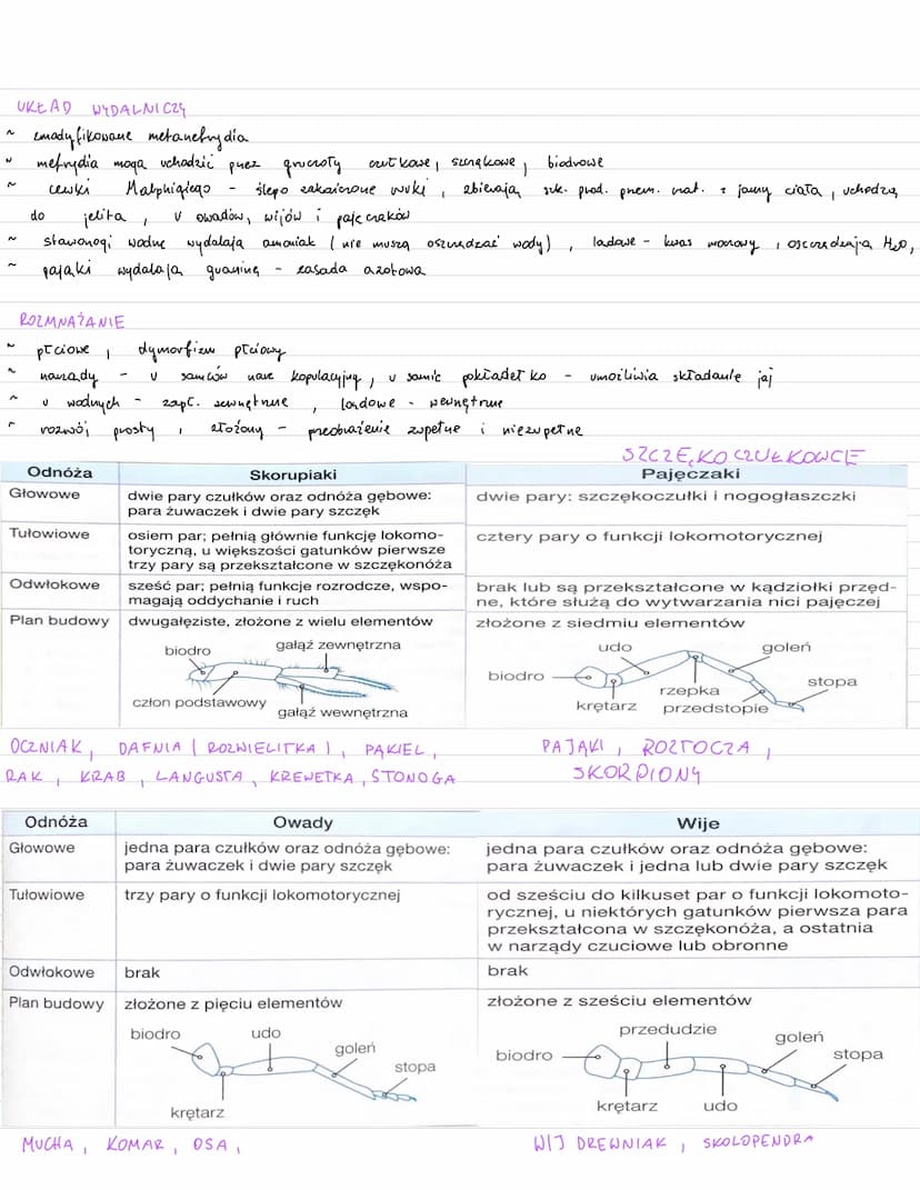 ~
7
^
~
^
^
^
~
N
сесни
2
mają mięśnie
Skarpiaki
tagmy (odcinki)
odnóża (wywodzą się 2 para podiów u
jama ciała
miksocel
powst
oskórek
dove 