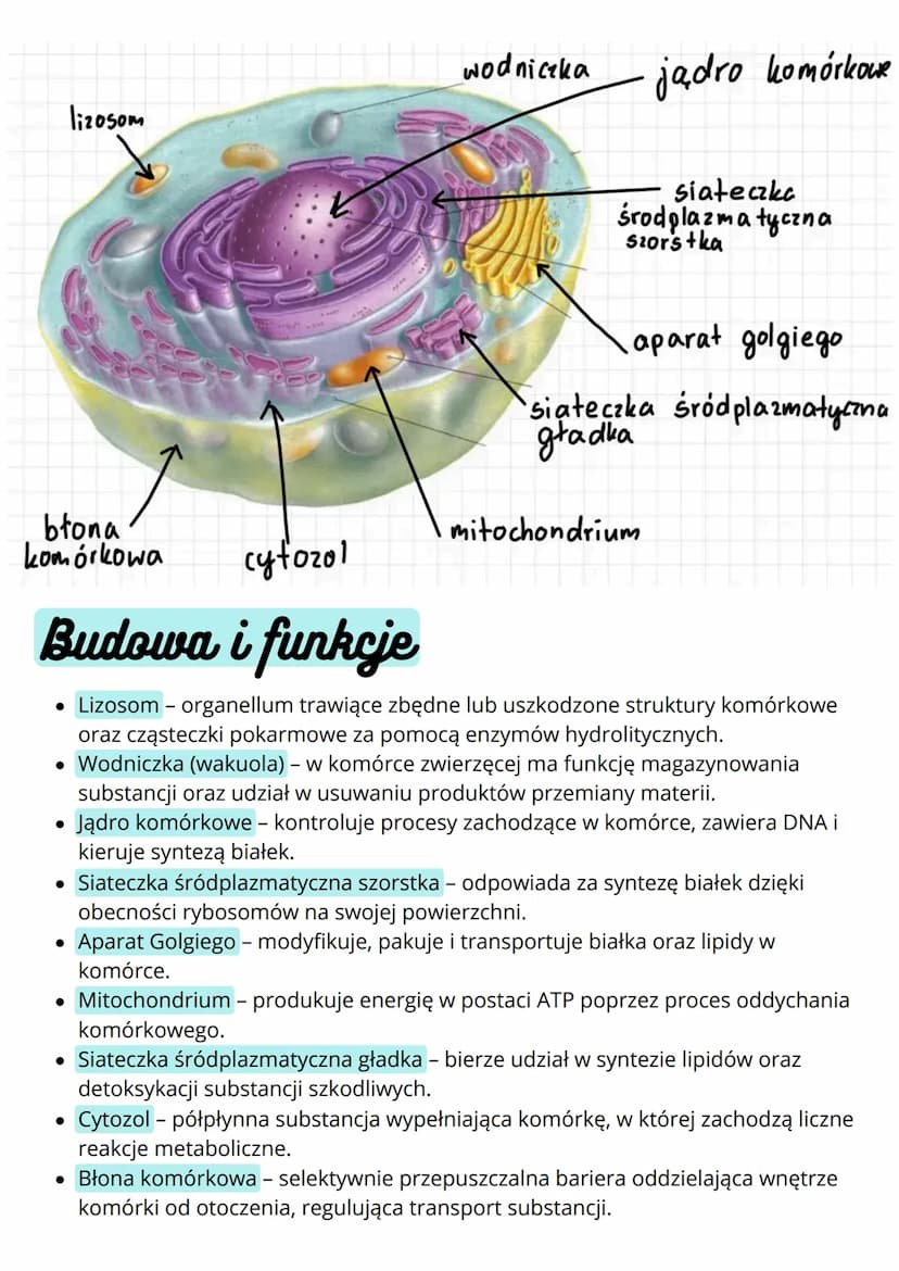 --- OCR Start ---
Budowa i funkcja komórki. Rodzaje
komórek
Komórki
prokariotyczne
• nie mają jądra komórkowego
• komórki m.in. bakterii
• m