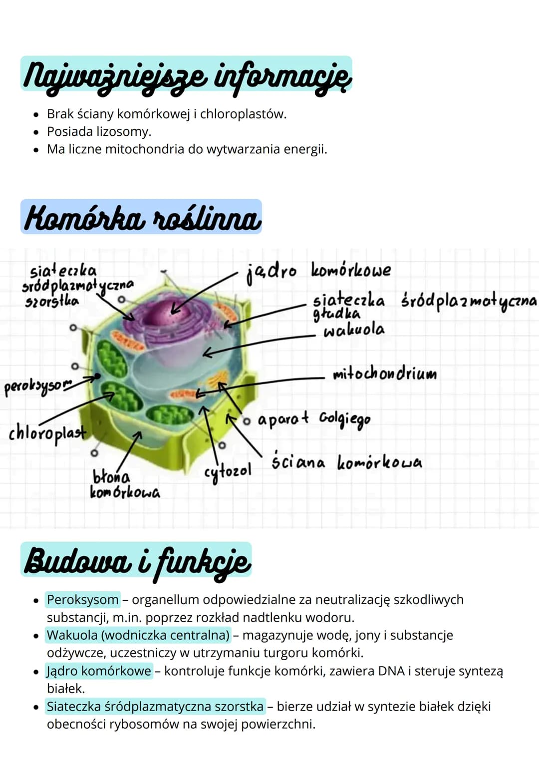 --- OCR Start ---
Budowa i funkcja komórki. Rodzaje
komórek
Komórki
prokariotyczne
• nie mają jądra komórkowego
• komórki m.in. bakterii
• m
