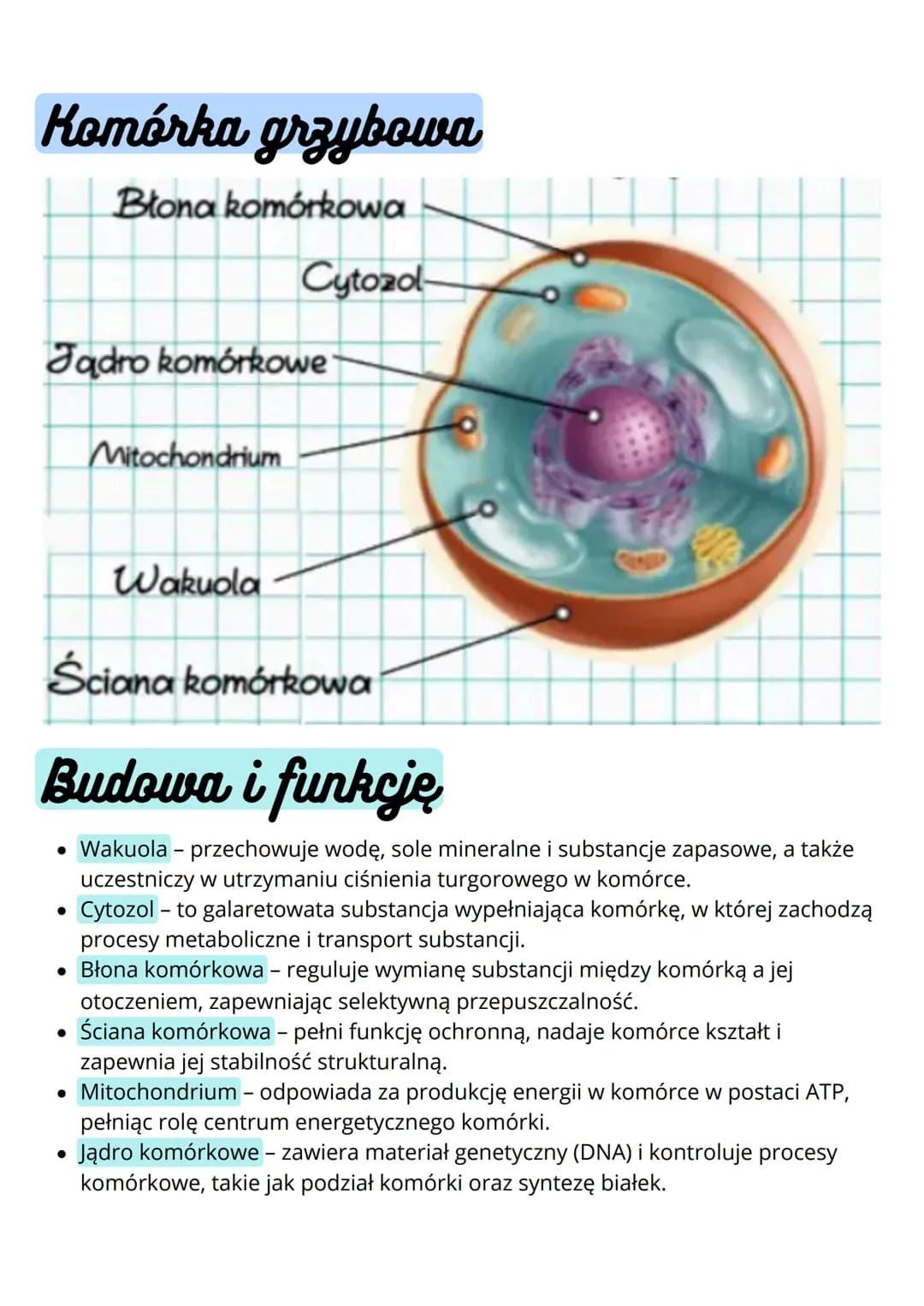 --- OCR Start ---
Budowa i funkcja komórki. Rodzaje
komórek
Komórki
prokariotyczne
• nie mają jądra komórkowego
• komórki m.in. bakterii
• m