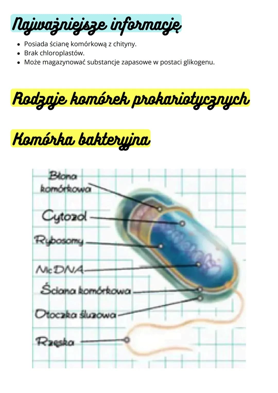 --- OCR Start ---
Budowa i funkcja komórki. Rodzaje
komórek
Komórki
prokariotyczne
• nie mają jądra komórkowego
• komórki m.in. bakterii
• m