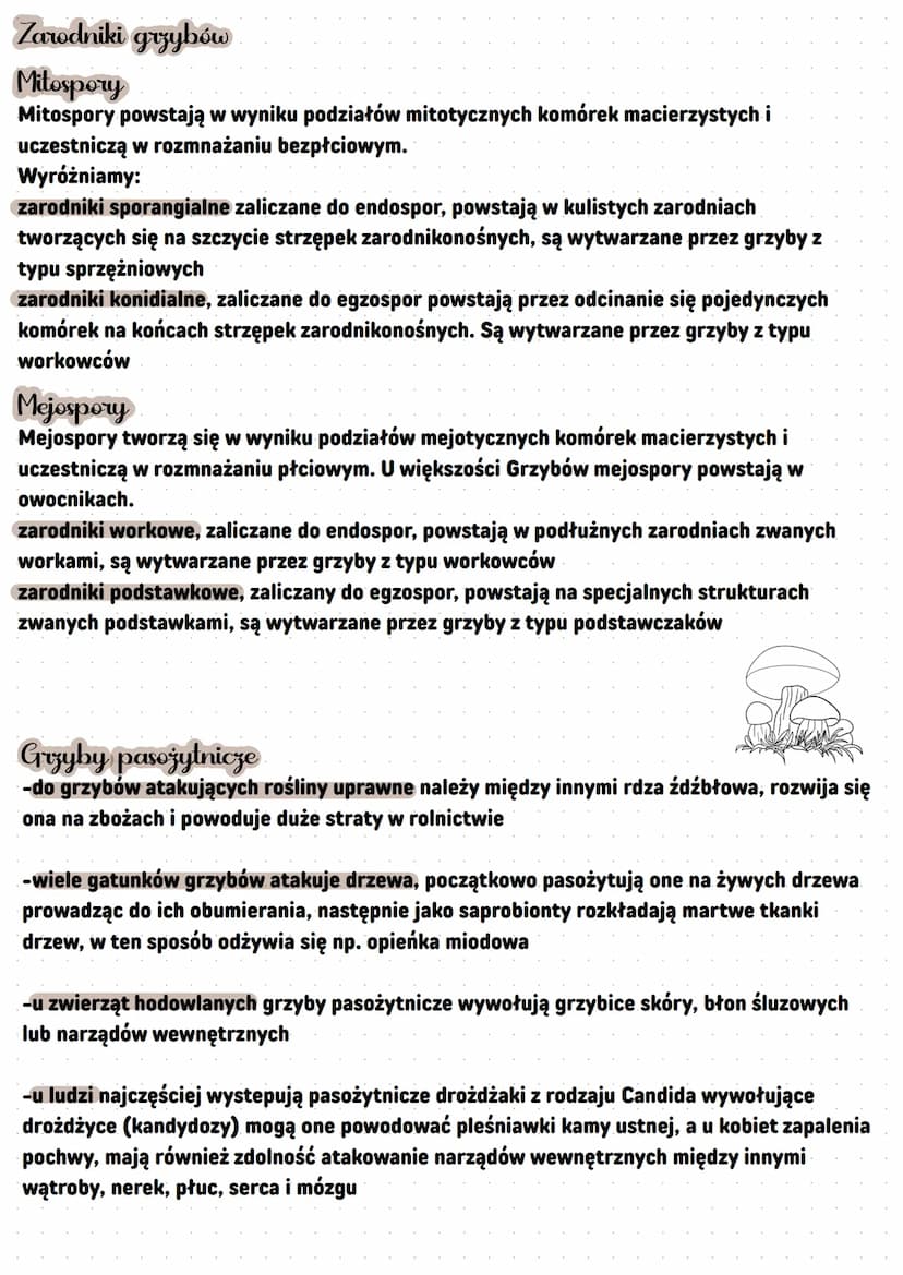 -Grzyby
heterotroficzno bozthankowco
Cechy grzybów
-wytwarzają strzępki nitkowate-struktury tworzące grzybnię, czyli ciało
grzyba
-ściany ko