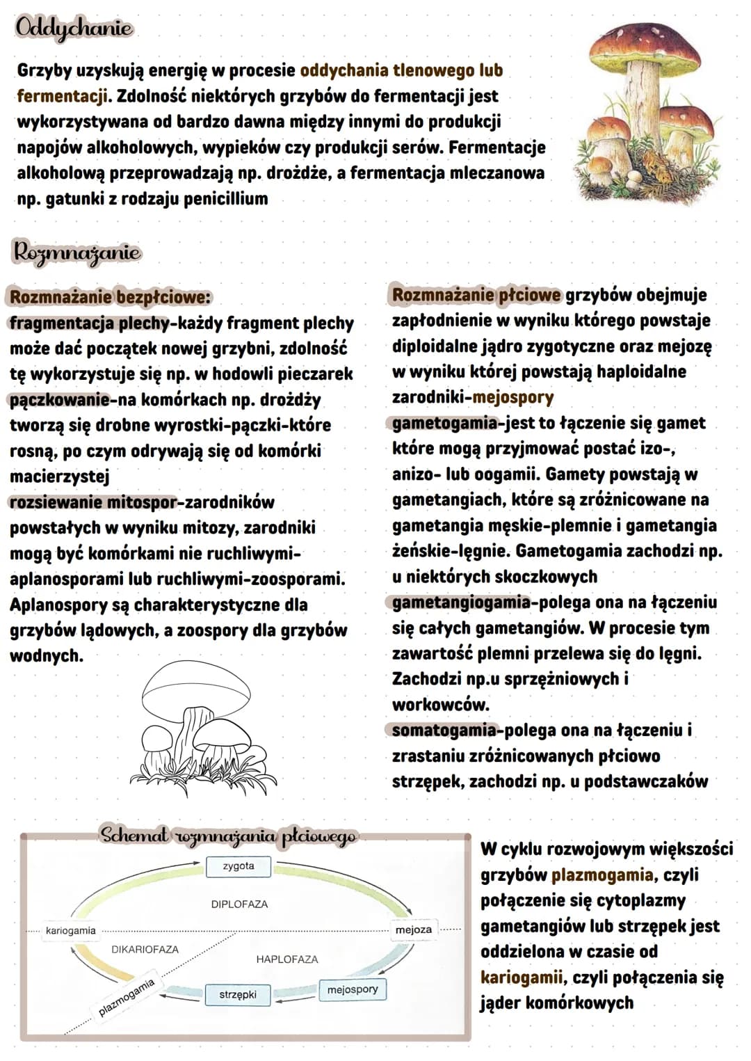 -Grzyby
heterotroficzno bozthankowco
Cechy grzybów
-wytwarzają strzępki nitkowate-struktury tworzące grzybnię, czyli ciało
grzyba
-ściany ko
