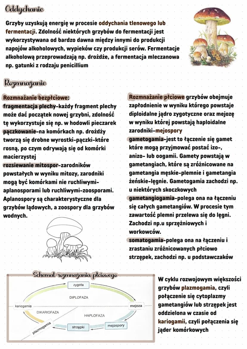 -Grzyby
heterotroficzno bozthankowco
Cechy grzybów
-wytwarzają strzępki nitkowate-struktury tworzące grzybnię, czyli ciało
grzyba
-ściany ko