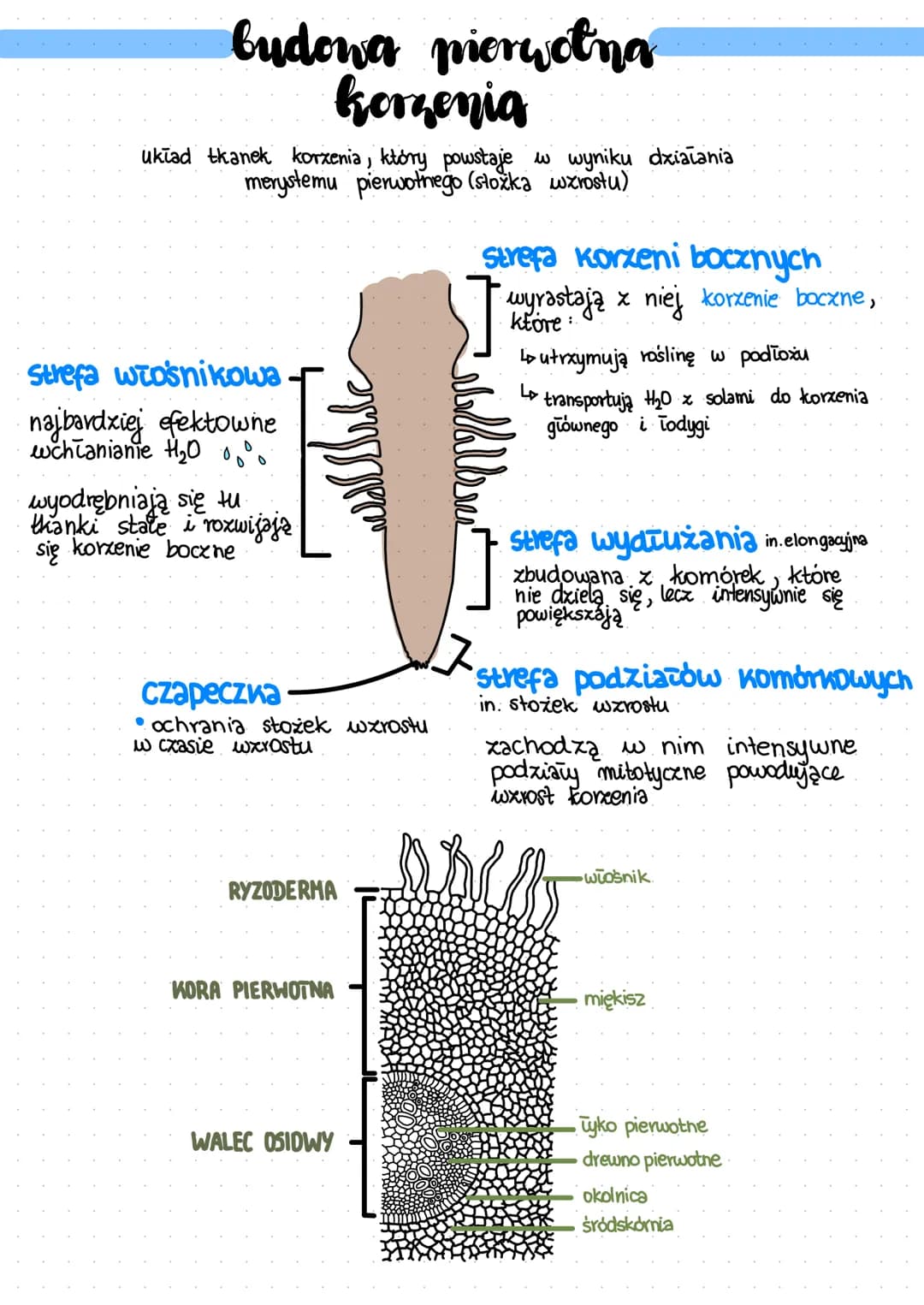 KORZEN
organ wegetatywny większości roślin
funkcje:
↳ pobieranie th₂0 i soli mineralnych z
podłoża
utrzymuje roślinę w podłożu
system palowy