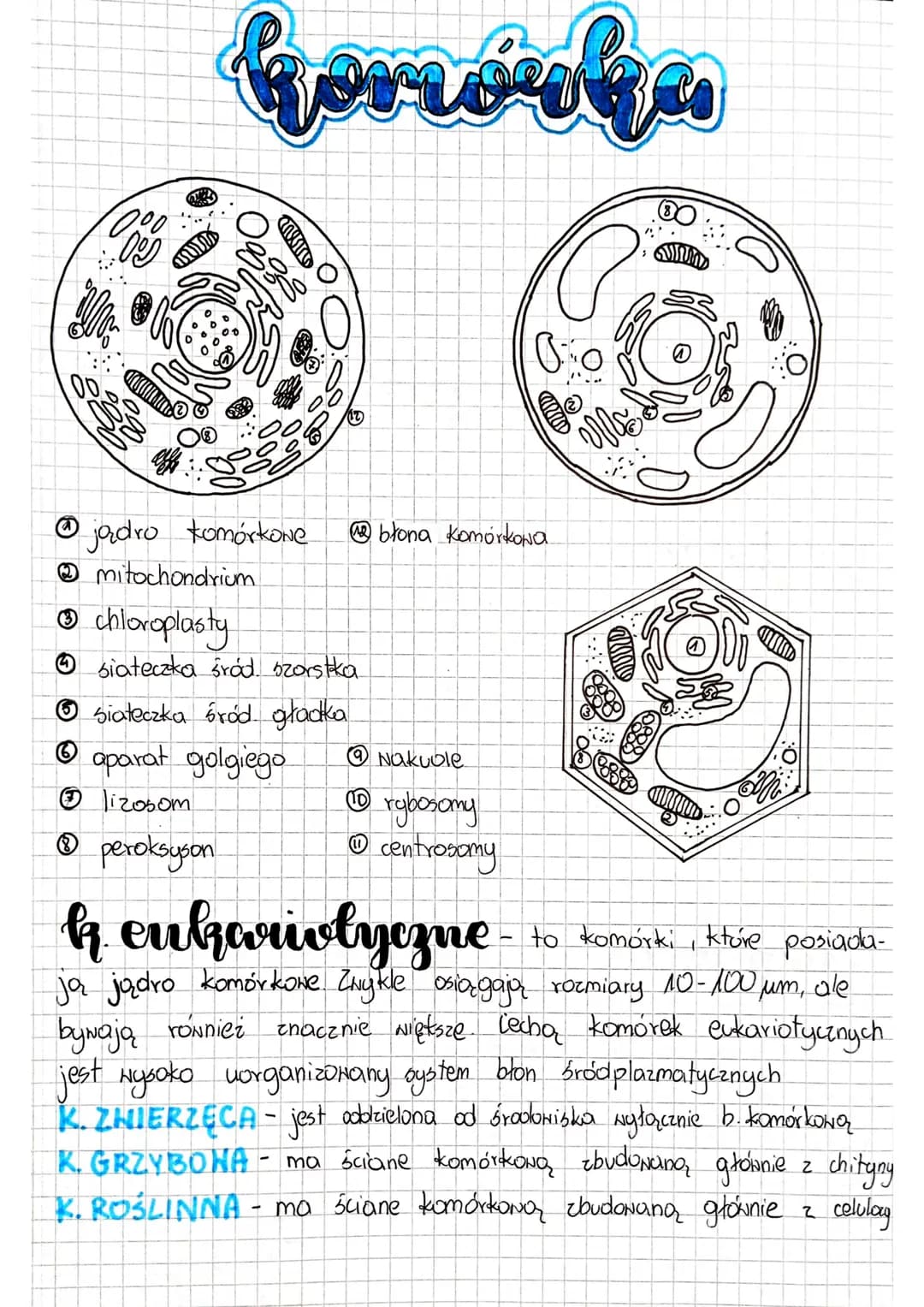 00
0.00
we
affe
Gonovan
jądro komórkowe.
mitochondrium
Ⓒ chloroplasty
siateczka śród szorstka
Ⓒsiateczka śród gładka
Ⓒaparat golgiego
lizoso