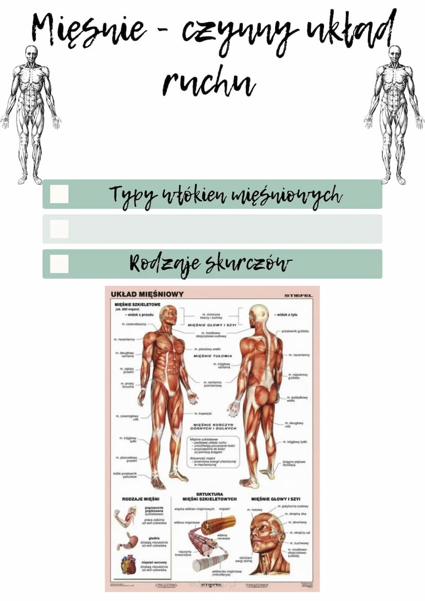 WW
Mięsnie - czynny układ
ruchu
Rodzaje tkanek mięśniowych
Mięśnie szkieletowe
Budową mięśni szkieletowych
Mechanizm skurczu mięśnią szkiele