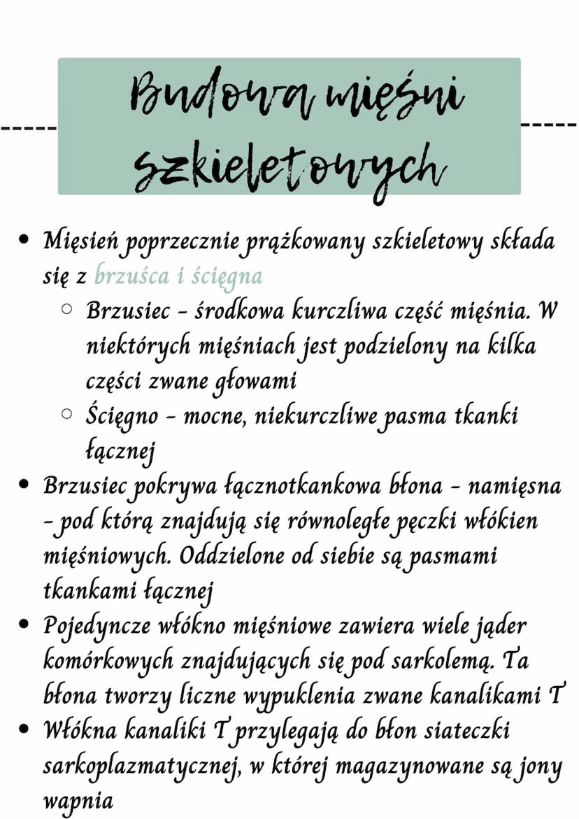 WW
Mięsnie - czynny układ
ruchu
Rodzaje tkanek mięśniowych
Mięśnie szkieletowe
Budową mięśni szkieletowych
Mechanizm skurczu mięśnią szkiele