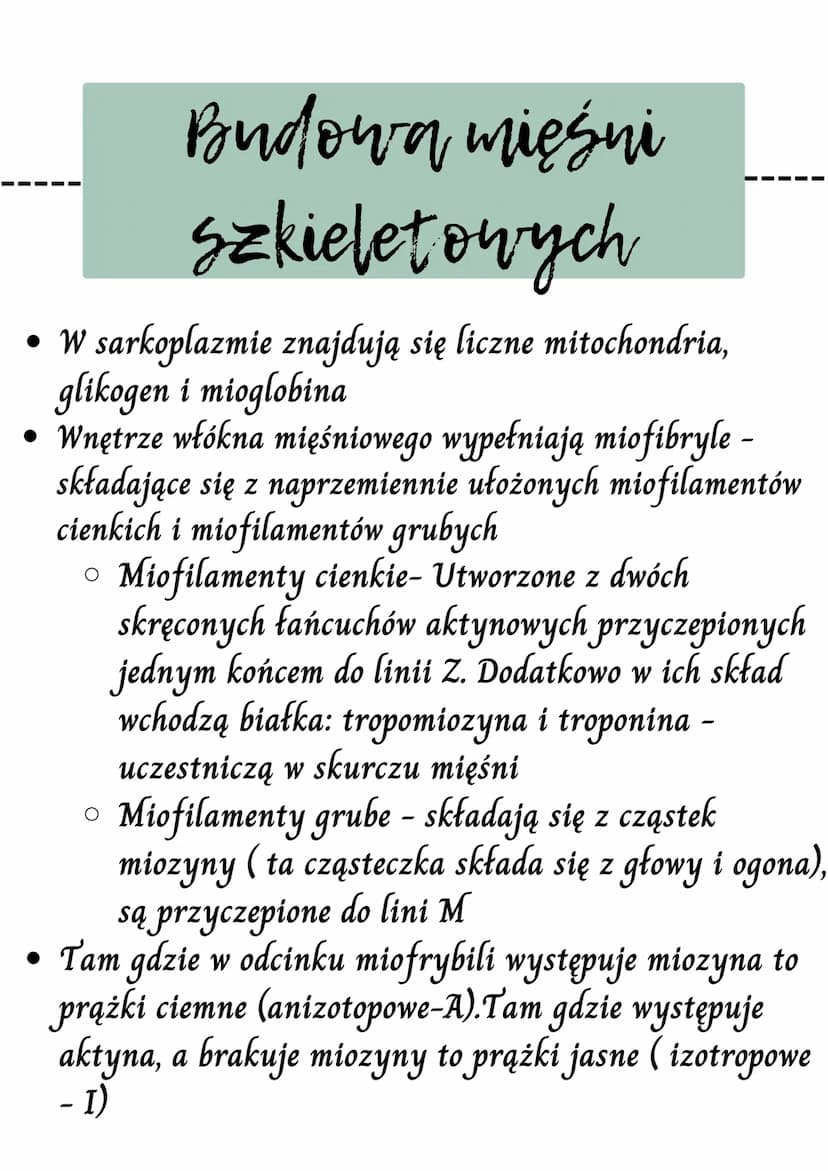 WW
Mięsnie - czynny układ
ruchu
Rodzaje tkanek mięśniowych
Mięśnie szkieletowe
Budową mięśni szkieletowych
Mechanizm skurczu mięśnią szkiele