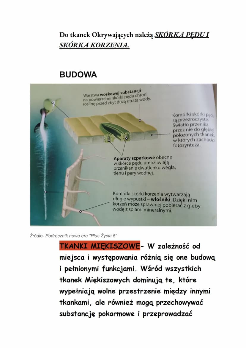 Temat: TKANKI ROŚLINNE
RODZAJE TKANEK
Rośliny są zbudowane z
TKANEK TWÓRCZYCH I TKANEK STAŁYCH.
TKANKI TWÓRCZE- umożliwiają roślinom wzrost 