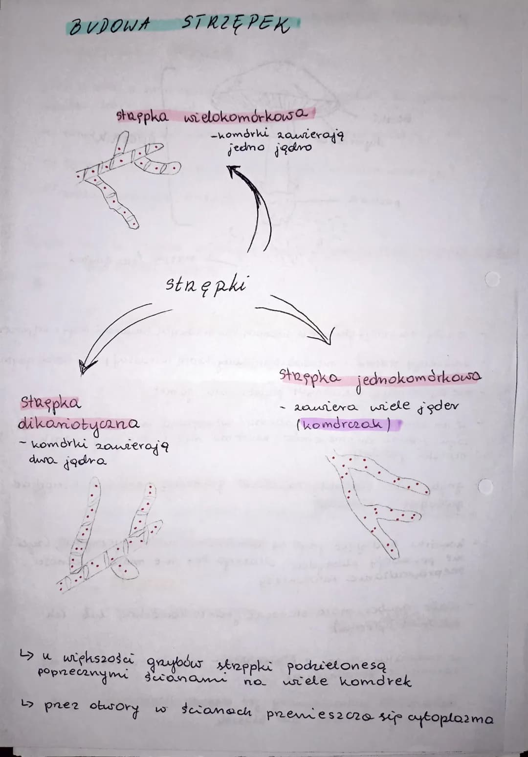 M
Je:
to
Str
og
ar
GRZYBY tungin
1) podaje podstawowe cechy grzybów odróżniające je od innych or-
ganizmów;
1
2) wymienia cechy grzybów, któ