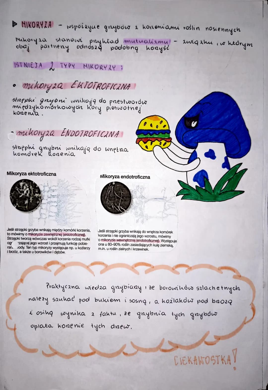M
Je:
to
Str
og
ar
GRZYBY tungin
1) podaje podstawowe cechy grzybów odróżniające je od innych or-
ganizmów;
1
2) wymienia cechy grzybów, któ